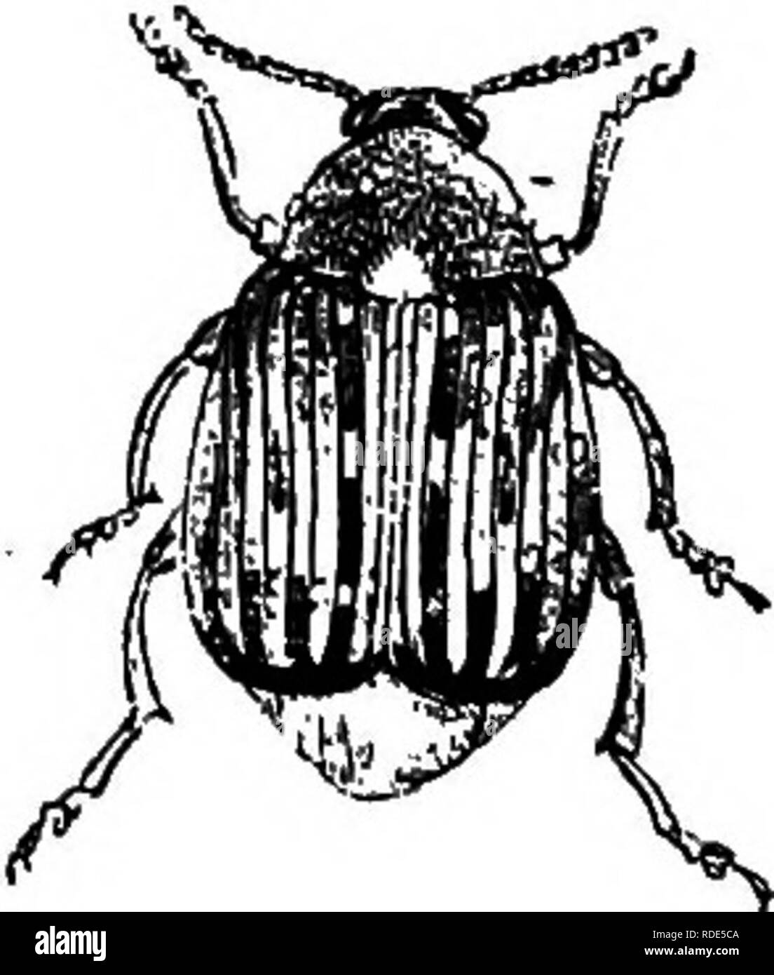 . Fungoid e pesti di insetto della fattoria. Parassiti agricoli. 126 coleotteri [CH. In questo modo intere foglie possono essere mangiati. Come il curculione non sono facilmente visto il danno è spesso attribuito agli uccelli. Essi possono essere trovati da esaminare con cura le piante che sono attaccati. In tocchi l'impianto essi faU a terra e restare immobile. Le uova sono previste nel suolo e il legless larve si nutrono di radici di piselli, fagioli e trifoglio, e spesso i canali del foro lungo le radici. In inverno il curculione hibernate. Misure correttive. Questi parassiti sono difl&amp;cult per mantenere sotto controllo. Un' ammenda tilth è Tuifavom'in grado di Foto Stock