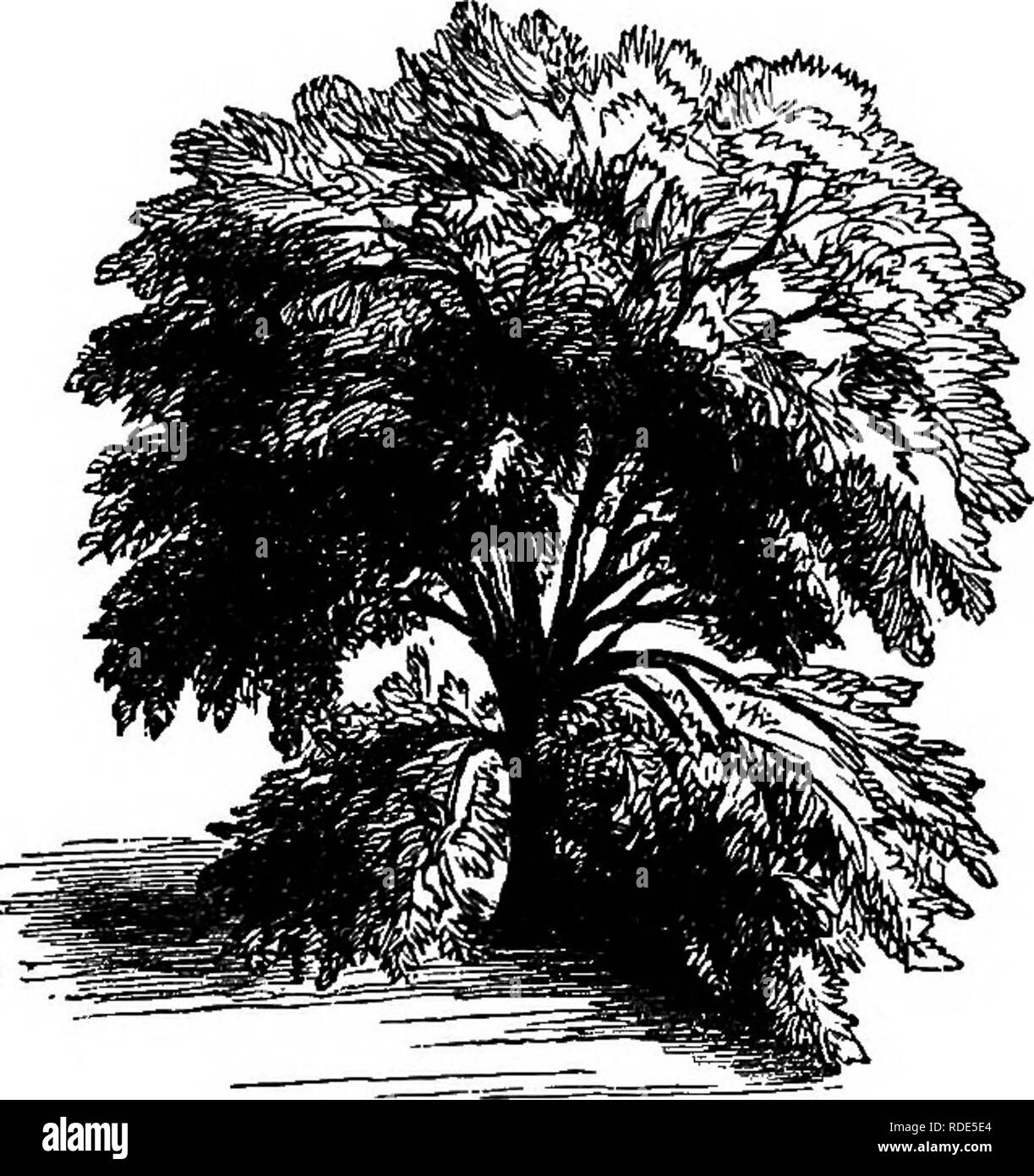 . Popolare di latifoglie e sempreverdi alberi ed arbusti, per piantare in parchi, giardini, cimiteri, ecc, ecc. Sempreverdi; gli alberi, arbusti. 14 PRATO E 6HADE TEEES. Questo albero può essere cresciuto, il nostro consiglio è di piantare. I gruppi IT 'bene con la austriaca o pini silvestri. Catalpa-Syringafolia.-Un nativo dei nostri Stati meridionali, la catalpa o shavanon è uno dei nostri più vistose' così come la rapida crescita degli alberi. Purtroppo non è abbastanza hardy nelle nostre sezioni del Nord e non può tranquillamente essere introdotto e piantate tranne in posizioni dove si può avere una certa protezione dal nostro luminoso suns di inverno. Si tratta di un Foto Stock