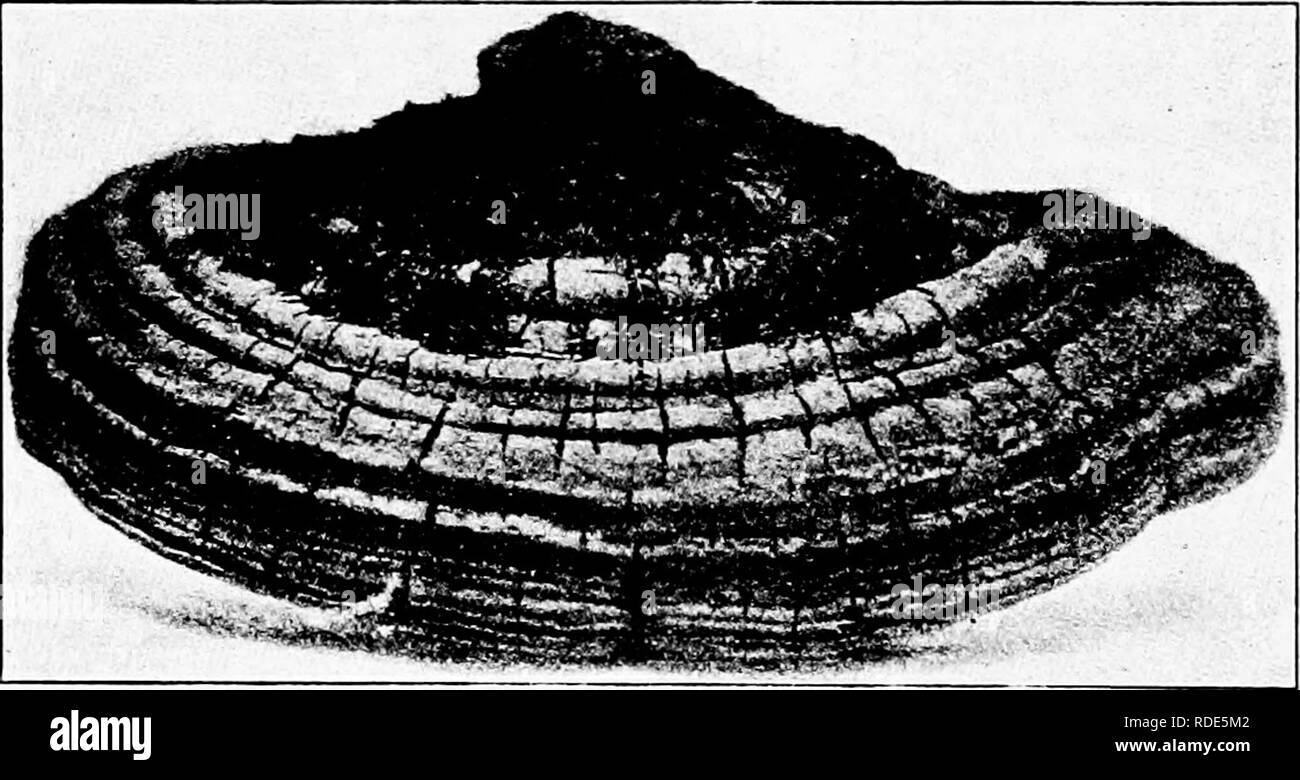 . I funghi che causano malattia vegetale . Le malattie delle piante; funghi. 428 i funghi che causano malattia vegetale Fomes patatine fritte (p. 417) Sporophore sessili, ungulato o applanate; superficie verniciata, incrostati, sulcate, vinose, o anoderm, raramente zonate; contesto corky a punky; i tubi cilindrici, stratiose; spore, liscia o ialina marrone. Un genere di circa trecento specie. T, . . /T /-111 88, 67, 78, 79 F. igmanus (L.) Gill. Pileus woody, ungulato, sessili, 6-7 x 8-10 x 5-12 cm.; superficie liscia, incrostati, opachi e vellutati al glabrous, ferruginose a. Fig. 307.-Fomes igniarius, da acero. Dopo Atkinso Foto Stock