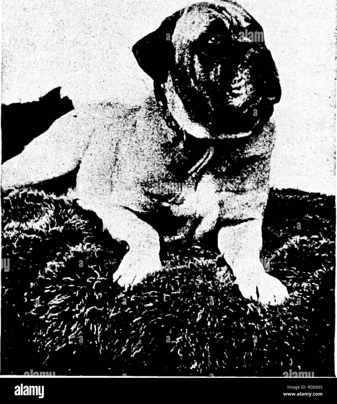 . Il cane prenota : una storia popolare del cane, con informazioni pratiche di cura e gestione della casa, kennel, e mostra i cani e le descrizioni di tutte le razze importanti . I cani. HOLLAND Propeny regina del dottor Lougcst. Campione di Boston BEAUFORT Questo inglese fare^ è stato per qualche tempo nel canile del sig. Winchell, del Fair Haven, Vt.. Si prega di notare che queste immagini vengono estratte dalla pagina sottoposta a scansione di immagini che possono essere state migliorate digitalmente per la leggibilità - Colorazione e aspetto di queste illustrazioni potrebbero non perfettamente assomigliano al lavoro originale. Watson James, 1845-. New York : dopp Foto Stock