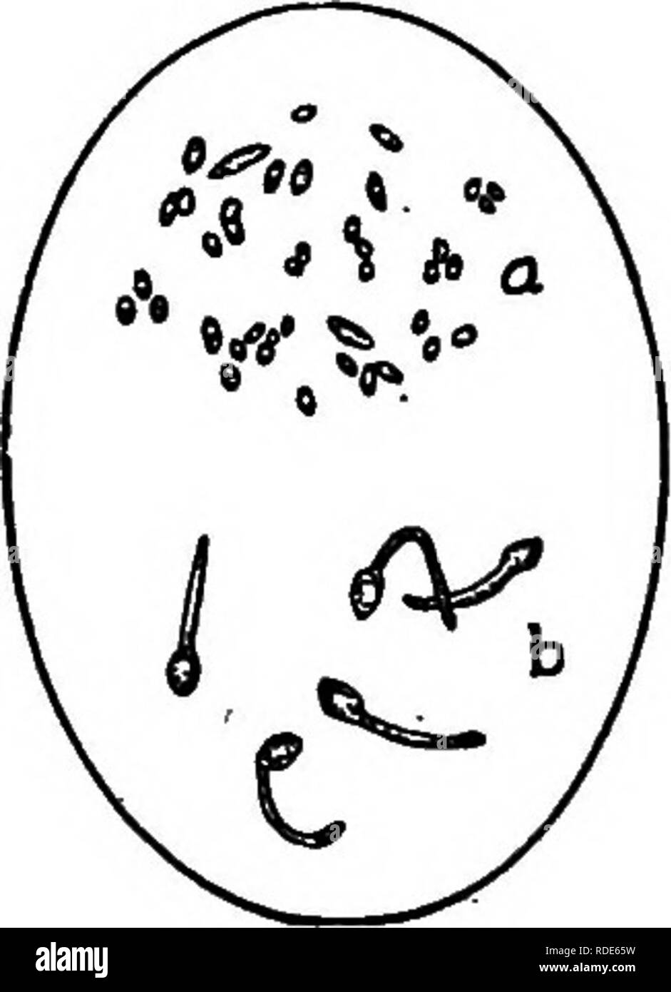 . Agriturismo amici e nemici di fattoria : un libro di testo di scienza agricola . Parassiti agricoli; insetti utili; pesti di insetto. Marciume Bruno spore ingrandite di sviluppo soffiata sul frutto umido di inviare i loro tubi di germinazione nei tessuti dove crescono le ramificazioni in tutte le direzioni. Tali rami di assorbire il contenuto della cella. In questo modo i tessuti verde sono ripartiti, il Ught colore verde è rivolta al marrone e il cosiddetto rot ap- pere. All'esterno la frutta prima diventa marrone in uno o due luoghi, poi sempre di più la superficie appare influenzata, fino a quando finalmente tutta la superficie mostra Foto Stock