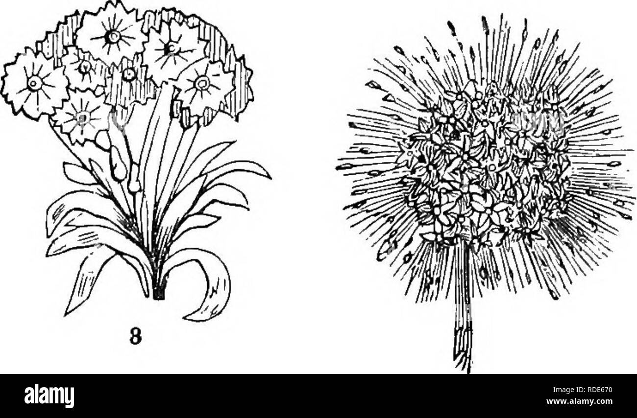 . Classe analitico-libro di botanica : progettato per le accademie e gli studenti privati. Piante. . Si prega di notare che queste immagini vengono estratte dalla pagina sottoposta a scansione di immagini che possono essere state migliorate digitalmente per la leggibilità - Colorazione e aspetto di queste illustrazioni potrebbero non perfettamente assomigliano al lavoro originale. Verde, Frances H. (Francesca Harriet), 1805-1878; Congdon, Joseph W; Verde, Frances H. (Francesca Harriet), 1805-1878. Gli elementi di struttura vegetale e fisiologia; Congdon, Joseph W. botanica sistematica. New York : D. Appleton e Co. Foto Stock