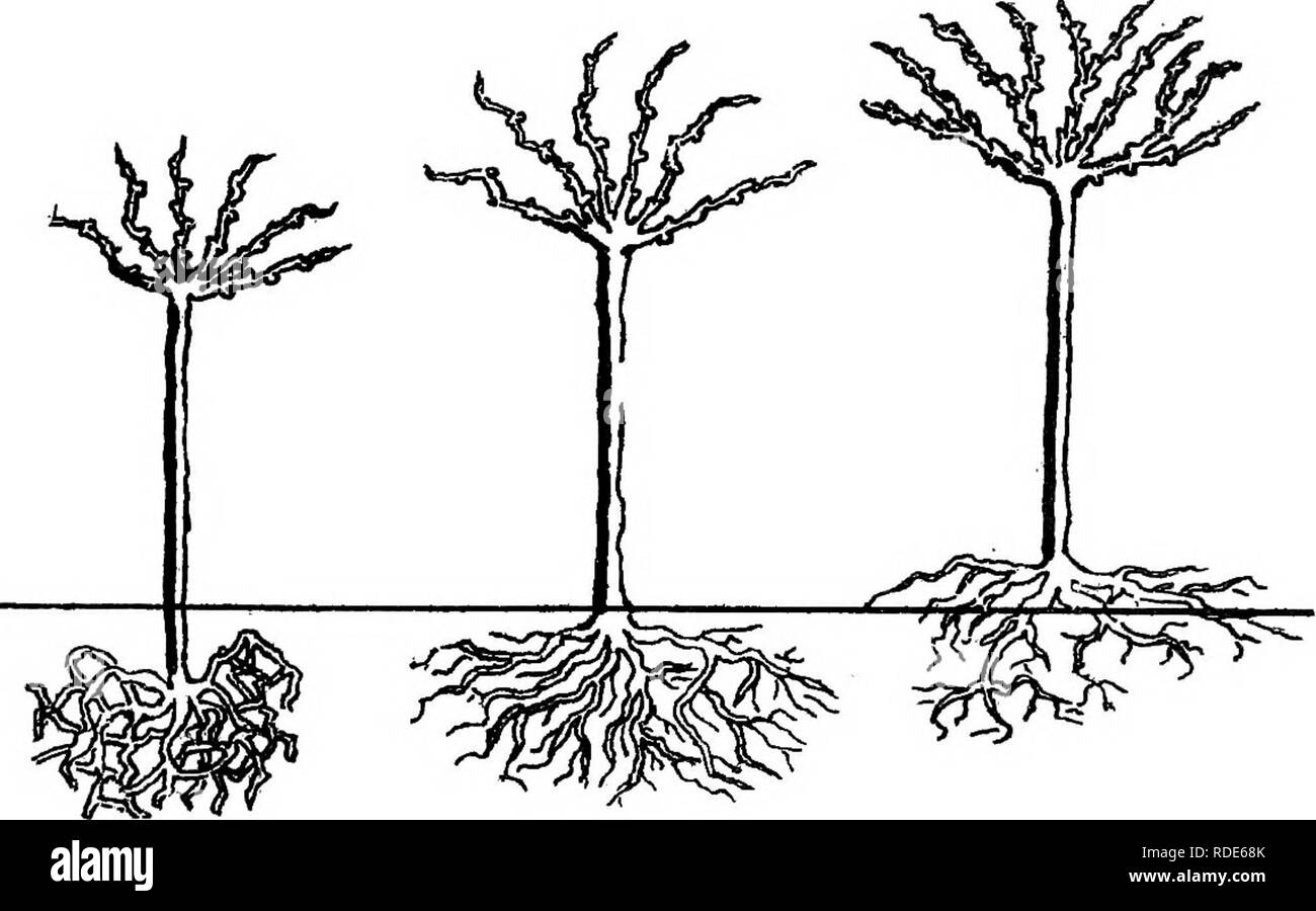 . Lezioni mensili consegnati a scuola di Orticoltura da diversi specialisti durante il 1892-1893. Orticoltura. 2 la fig. 3.. Si prega di notare che queste immagini vengono estratte dalla pagina sottoposta a scansione di immagini che possono essere state migliorate digitalmente per la leggibilità - Colorazione e aspetto di queste illustrazioni potrebbero non perfettamente assomigliano al lavoro originale. Victoria. Scuola di orticoltura; Victoria. Dipartimento di Agricoltura. Melbourne : Dipartimento di Agricoltura, Victoria Foto Stock