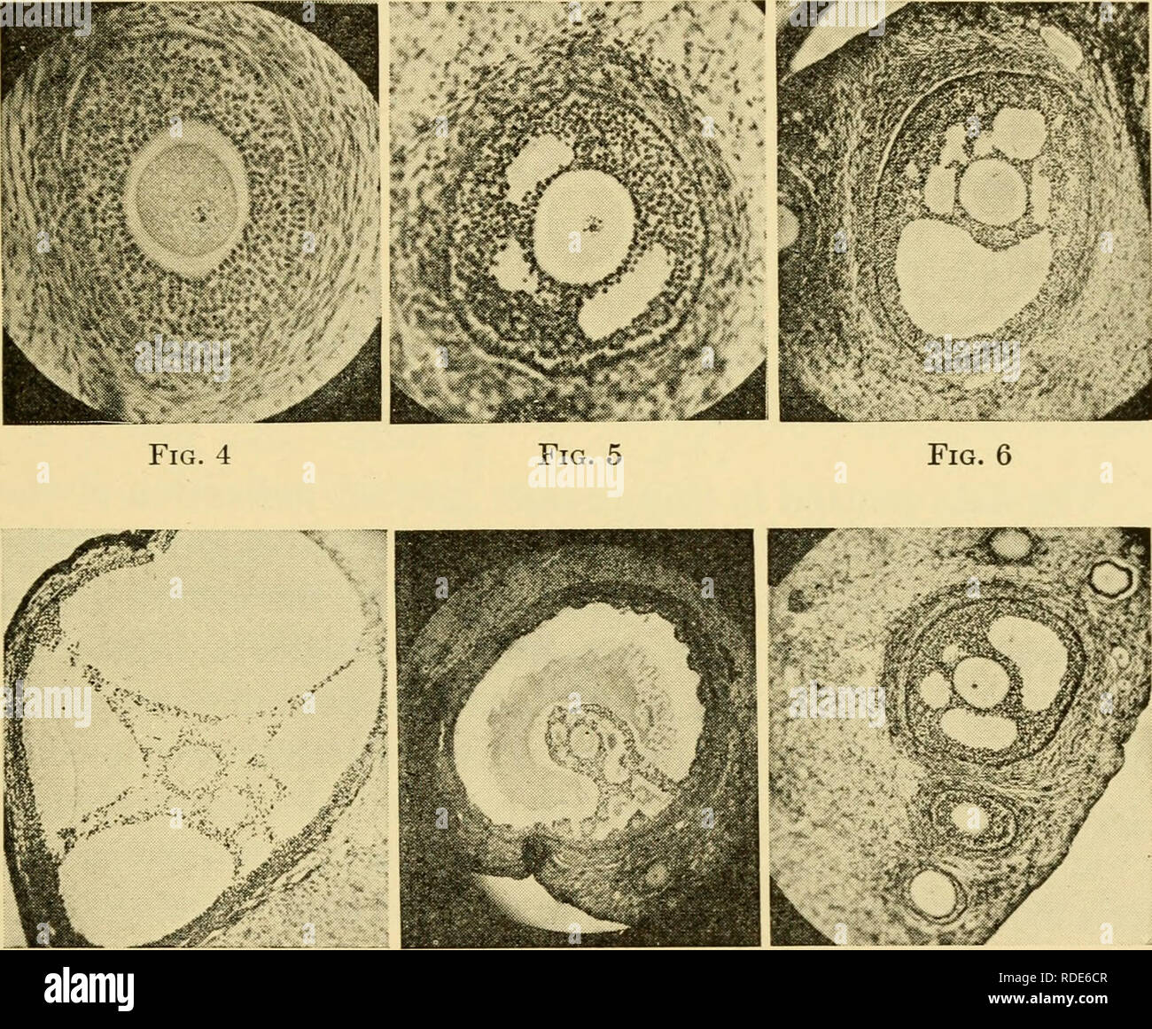 . Le uova dei mammiferi. Ovum; embriologia -- mammiferi; mammiferi -- fisiologia; Ovum. Fig. 1 La Fig. 2 La Fig. 3. Fig. 7 La Fig. 8 Fig. 9 Piastra III. Lo sviluppo del folhcle e ovum nel coniglio maturo. Fig. 1, TIPO 1 folhcle a sinistra, tipo 2 follicolo a destra. Nuclei in fine con- della condensazione di prophase. Fig. 2, follicolo tipo 3. Una fila di celle del follicolo. Fig. 3, fol- hcle tipo 4. Due righe di celle del follicolo. Fig. 4, follicolo tipo 5. Molte righe di celle del follicolo. Nucleo la migrazione verso la periferia. Fig. 5, follicolo tipo 6. Antra formando. Fig. 6, follicolo tipo 7. Numerose antra. Fig. 7, follicolo tip. Foto Stock