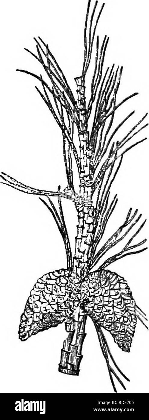 . Alberi e arbusti : un abridgment dell'Arboretum et fruticetum britannicum : contenente la hardy alberi e schrubs della Gran Bretagna, native e straniere, scientificamente e popolarmente descritto : con la loro propagazione, della cultura e degli usi e delle incisioni di quasi tutte le specie. Alberi e arbusti; le foreste e la silvicoltura. LXXVII. CONl'FERiE : PI^NUS. 989 rami intrecciati in ogni direzione e di lunghezze diverse. Le piante in Horticultural Society's Gar- den, e nella maggior parte degli altri luoghi.. 1817. P. insjgnis. sono stati uccisi dall'INVERNO 1837-8 ; ma una pianta a: Elvaston Castle si fermò che d'inverno con Foto Stock