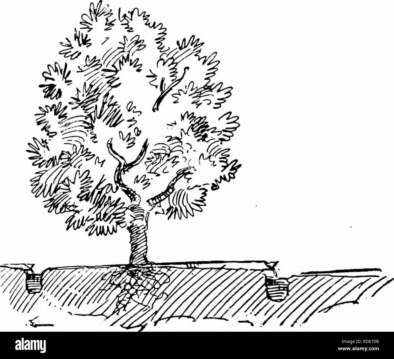 . Bosco e Acqua . Alimentazione di acqua; le foreste e la silvicoltura; acqua di alimentazione; le foreste e la silvicoltura. Capitolo XXV. 197 pressione, sono uno-mezzo pollice in ferro con una valvola come sopra de-, incisa su ciascun foro. I tubi sono collegati e scollegati per mezzo di un raccordo Wilgus. Entrambe le canalette e tubi possono essere facilmente trasferiti da una porzione di un frutteto a un altro. Per quanto riguarda le obiezioni al sistema, vi sono apparentemente ma due. Il primo e più importante obiezione è la difficoltà di ottenere un suiBciently long run di acqua per essere in grado di irrigare in questo modo; per esso impiega da due a quattro t Foto Stock