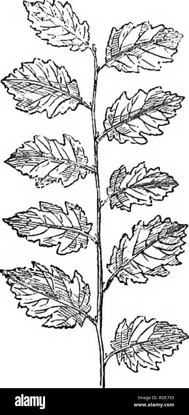 . Alberi e arbusti : un abridgment dell'Arboretum et fruticetum britannicum : contenente la hardy alberi e schrubs della Gran Bretagna, native e straniere, scientificamente e popolarmente descritto : con la loro propagazione, della cultura e degli usi e delle incisioni di quasi tutte le specie. Alberi e arbusti; le foreste e la silvicoltura. 1720. C. A. sjlvestris. 1721. c. A. heteropb^lla. a C. A. 3 heterophylla. C. heterophylla Lodd. Cat. ed. 1836 ; C. laciniata Hart. ; C. ttrticifolia Hart.; i vari, o ortica, lasciava il nocciolo. {Om fig. 1721.) â Le foglie variamente tagliate e fittamente ricoperta â con peli, ai C. A. i purp Foto Stock