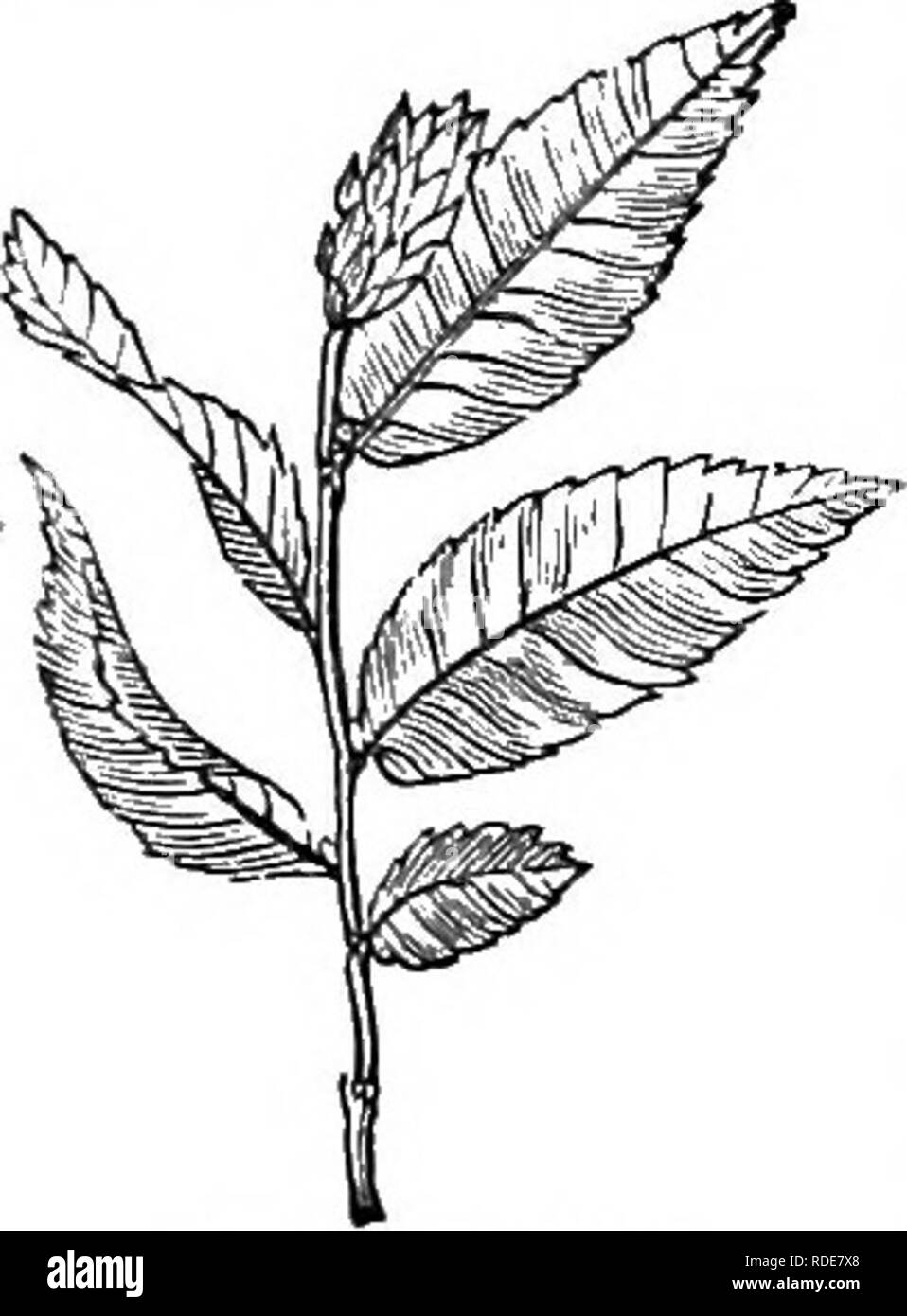 . Alberi e arbusti : un abridgment dell'Arboretum et fruticetum britannicum : contenente la hardy alberi e schrubs della Gran Bretagna, native e straniere, scientificamente e popolarmente descritto : con la loro propagazione, della cultura e degli usi e delle incisioni di quasi tutte le specie. Alberi e arbusti; le foreste e la silvicoltura. LXX. COIIYLA CEm, : 0 STRYA. 921 Florida. Altezza è di ft e 40 ft, come nel precedente specie. Il Virginian carpino nero, di ferro o di legno, generalmente forma un albero di circa 30 m. alto, crescendo più rapidamente della O. vulgaris, e differente da quella specie, secondo Willdenow e Pursh, chi Foto Stock