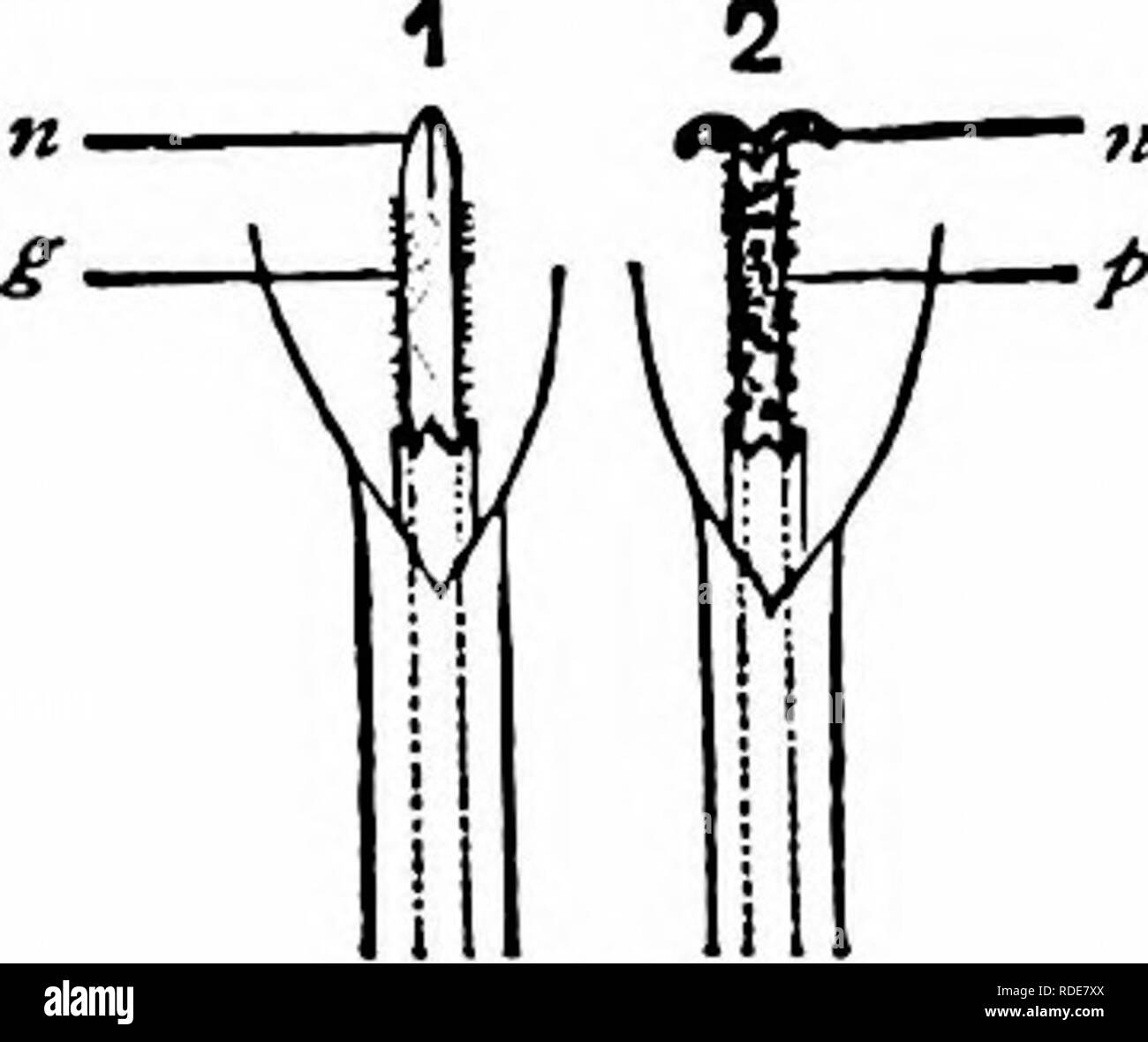 . Manuale di impollinazione dei fiori : basato su Hermann Mu?iler di lavoro "La fertilizzazione di fiori da insetti' . La fecondazione di piante. COMPOSITAE 671 Muller dice che essi contengono solo'8-17 broccoli con corolla-tubi 1^2^ mm. e ligules 4-6 mm., lungo tutto il diametro essendo solo 8-10 mm. Lo stile progetti 1^2 mm, dall'antera-cilindro, il quale a sua volta supera la corolla-tubo da 2-3 mm. Il stylar rami sono solo § mm. a lungo. Durante la seconda fase dell'antesi, esse divergono ampiamente in un modo tale che automatic self-impollinazione è effettuata regolarmente, se i visitatori di insetti non hanno precedenti Foto Stock