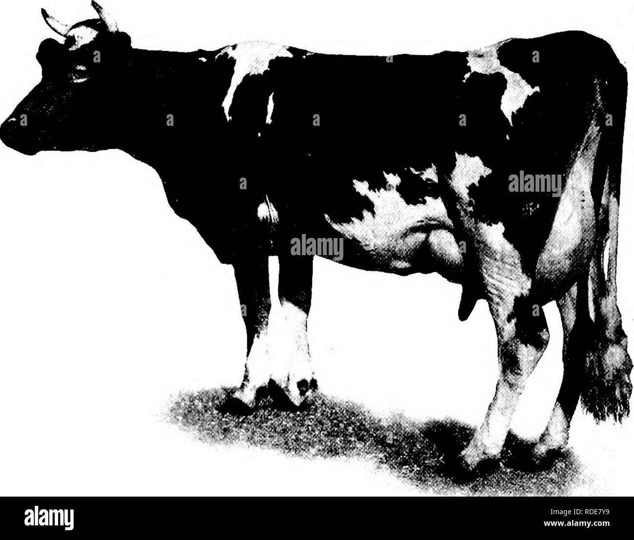 . Manuale di animali da fattoria; una guida pratica per la scelta, l'allevamento e mantenere dei cavalli, bovini, ovini e suini. Industria animale; cavalli; bestiame, ovini e suini. 192 Manuale di animali da fattoria ularly nella zona delle spalle e del dorso, la groppa, e circa la coda, luoghi probabilmente prima di mostrare il grasso tra gli animali che possiede una tale tendenza. Mentre questa è la forma normalmente. Fig. 68. - Guekn-sey mucca "Dolly concavità." discende da Yeoman. Lei ha dato 18,459 libbre di latte contenente 907 libbre di grasso. Mondiali di record per la razza. Allevati e di proprietà di F. L. Ames, North Easton, messa. Il Gue Foto Stock