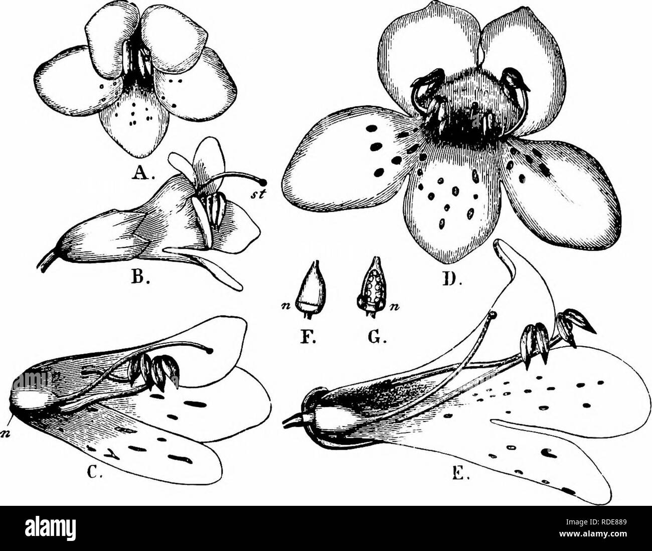 . Manuale di impollinazione dei fiori : basato su Hermann Mu?iler di lavoro "La fertilizzazione di fiori da insetti' . La fecondazione di piante. SCROPHULARINEAE 199 il fiore, lo stile non allungata di alla stessa velocità come le altre parti e infine vengono a trovarsi dietro le antere. Kerner dice che una piegatura di stile nel corso dell'antesi automatico rende l'autoimpollinazione possibile, portando la stigmatizzazione a contatto con il polline che ha raccolto nelle cave della corolla.. Fig. 302. Tossia alpina, L. (dopo Herm. Muller). A. appena aperto fiore. B. Fare., visto dal lato. C UN sl Foto Stock