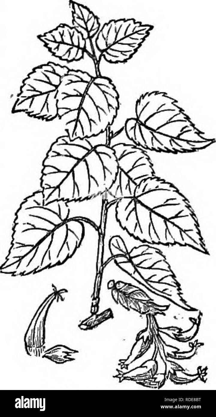 . Alberi e arbusti : un abridgment dell'Arboretum et fruticetum britannicum : contenente la hardy alberi e schrubs della Gran Bretagna, native e straniere, scientificamente e popolarmente descritto : con la loro propagazione, della cultura e degli usi e delle incisioni di quasi tutte le specie. Alberi e arbusti; le foreste e la silvicoltura. Il suo consueto periodo di sfoglia, in Inghilterra, è prima che di P. tremula. Tra gli indiani Cree, il legno è stimato a bruciare meglio, allo stato verde, rispetto a quella di qualsiasi altro albero nel paese. 2 5. P. (t.) grandidenta'ta Michx. La grande ruota dentata lasciarono il Pioppo, o nord americano come di grandi dimensioni Foto Stock