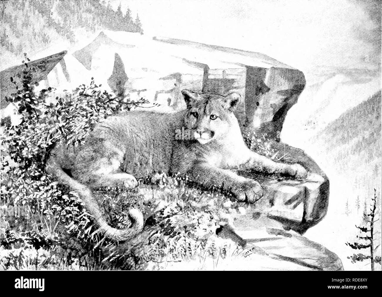 . L'American Natural History; una base di conoscenze utili degli animali superiori del Nord America. Storia naturale. 20 OEDERS DI MAMMIFERI-carne-mangiatori di magazzino. In tutta le Montagne Rocciose, si tratta di un nemico pericoloso delle pecore di montagna e Mule Deer. Nel "bad-terre" di Montaña)ia una volta ho visto un mulo cervo ucciso che aveva sul suo collo a dodici pollici cicatrice, un orecchio strappato, e il fascio di non sono posseduti da qualsiasi altro animale. Ma non due Ocelot sono sempre segnato esattamente uguali. Questo animale è la dimensione di un cocker spaniel, ed essendo un buon scalatore, quando nelle sue foreste native che spende molto Foto Stock