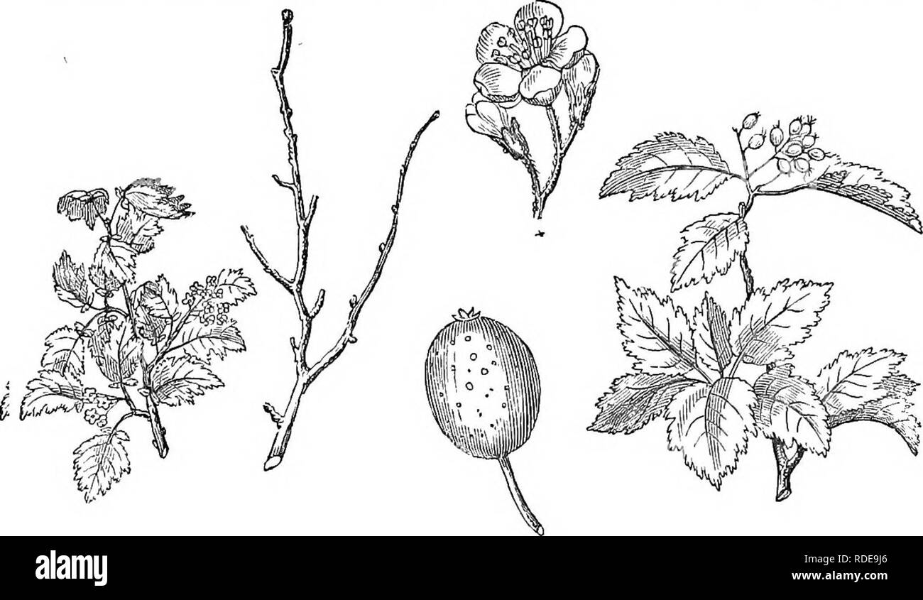 . Alberi e arbusti : un abridgment dell'Arboretum et fruticetum britannicum : contenente la hardy alberi e schrubs della Gran Bretagna, native e straniere, scientificamente e popolarmente descritto : con la loro propagazione, della cultura e degli usi e delle incisioni di quasi tutte le specie. Alberi e arbusti; le foreste e la silvicoltura. 436 ARBORETUM ET FRUTICETUM BRITANNICUM. Questo albero è notevole per la rapidità della sua crescita, le sue lunghe foglie ampie e loro lanuginoso bianco; e anche per essere uno dei più recenti alberi, sia stranieri o indigeni, venendo in foglia, essendo più tardi rispetto a entrambi i gelsi o Foto Stock