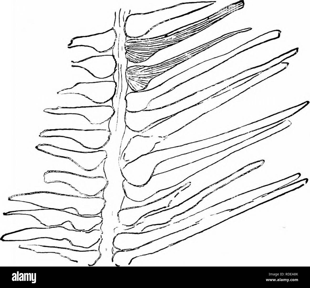 . Piante fossili : per gli studenti di botanica e geologia . Paleobotanica. Fig. 592. Ptilophyllum pecten. (Manchester Museum, William- figlio Coll. 3726.). Fig. 593. Ptilophyllum pecten. Yorkshire. Dal Estuariue inferiore (Dopo Thomas; nat. dimensioni.) letti, Cleveland, obliquo. Il pinnae sono lineari, varia sensibilmente in funzione della lunghezza e ampiezza e nella forma dell'apice; sono dritte o più o meno falcate. Le cellule epidermiche di tali Ptilophyllum. Si prega di notare che queste immagini vengono estratte dalla pagina sottoposta a scansione di immagini che possono essere state migliorate digitalmente per la leggibilità - colorazione e app Foto Stock