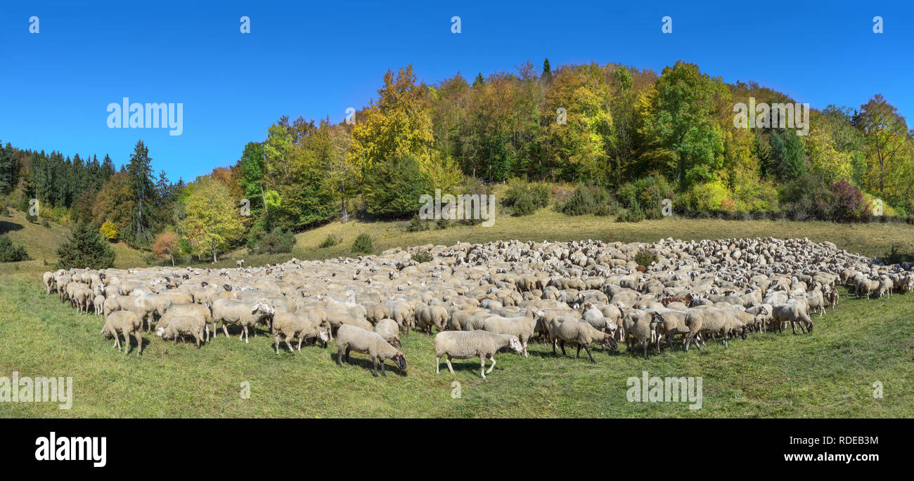 Gregge di pecore in autunno Foto Stock