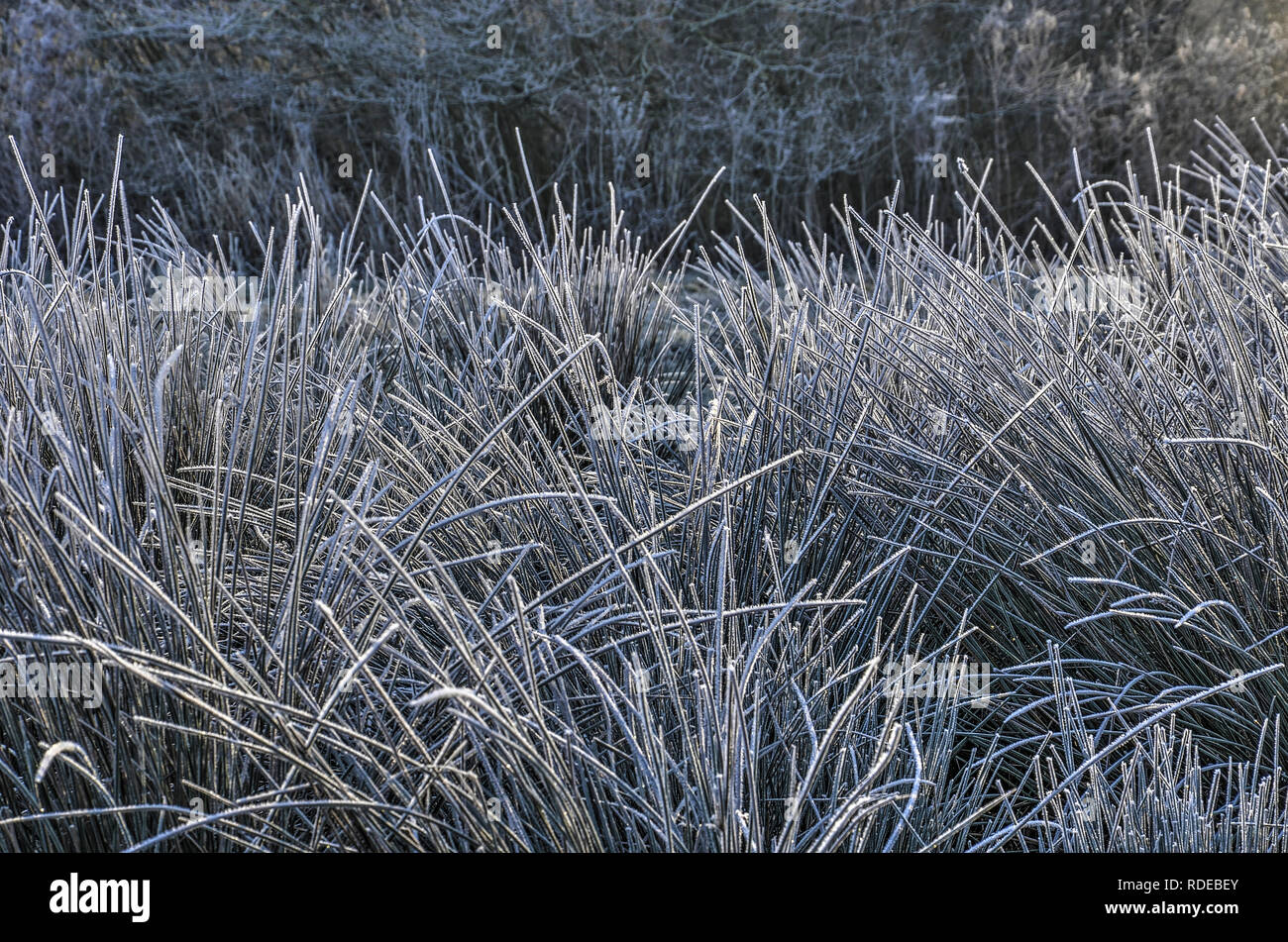 I ciuffi di erba alta in un parco, coperto di brina, su una fredda ma la giornata di sole in inverno Foto Stock
