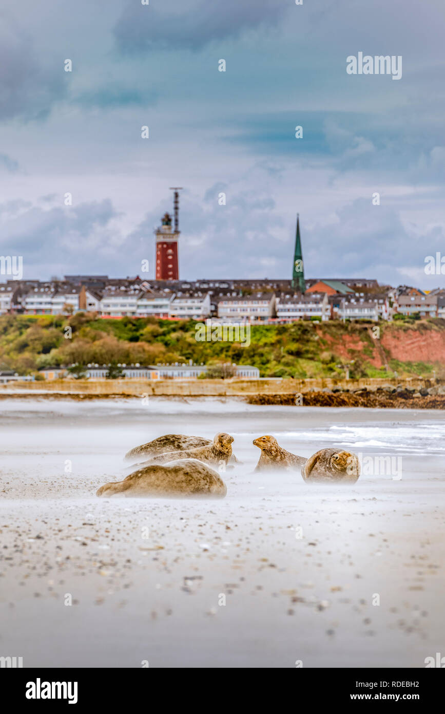 Deutschland, Pinneberg, Insel, Nordsee, Helgoland, Dühne, Strand, Kegelrobben, Leuchtturm Foto Stock