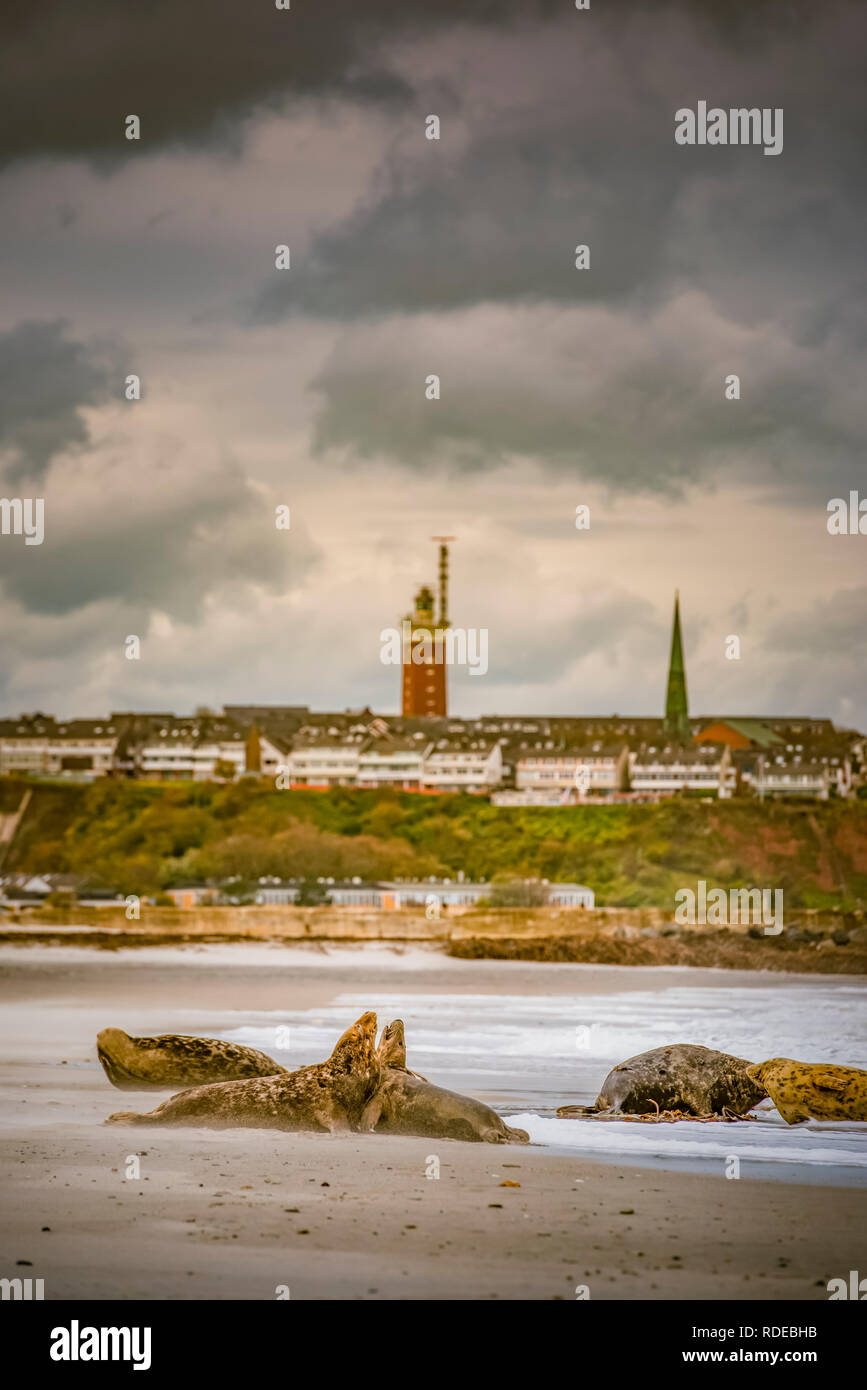 Deutschland, Pinneberg, Insel, Nordsee, Helgoland, Dühne, Strand, Kegelrobben, Leuchtturm Foto Stock