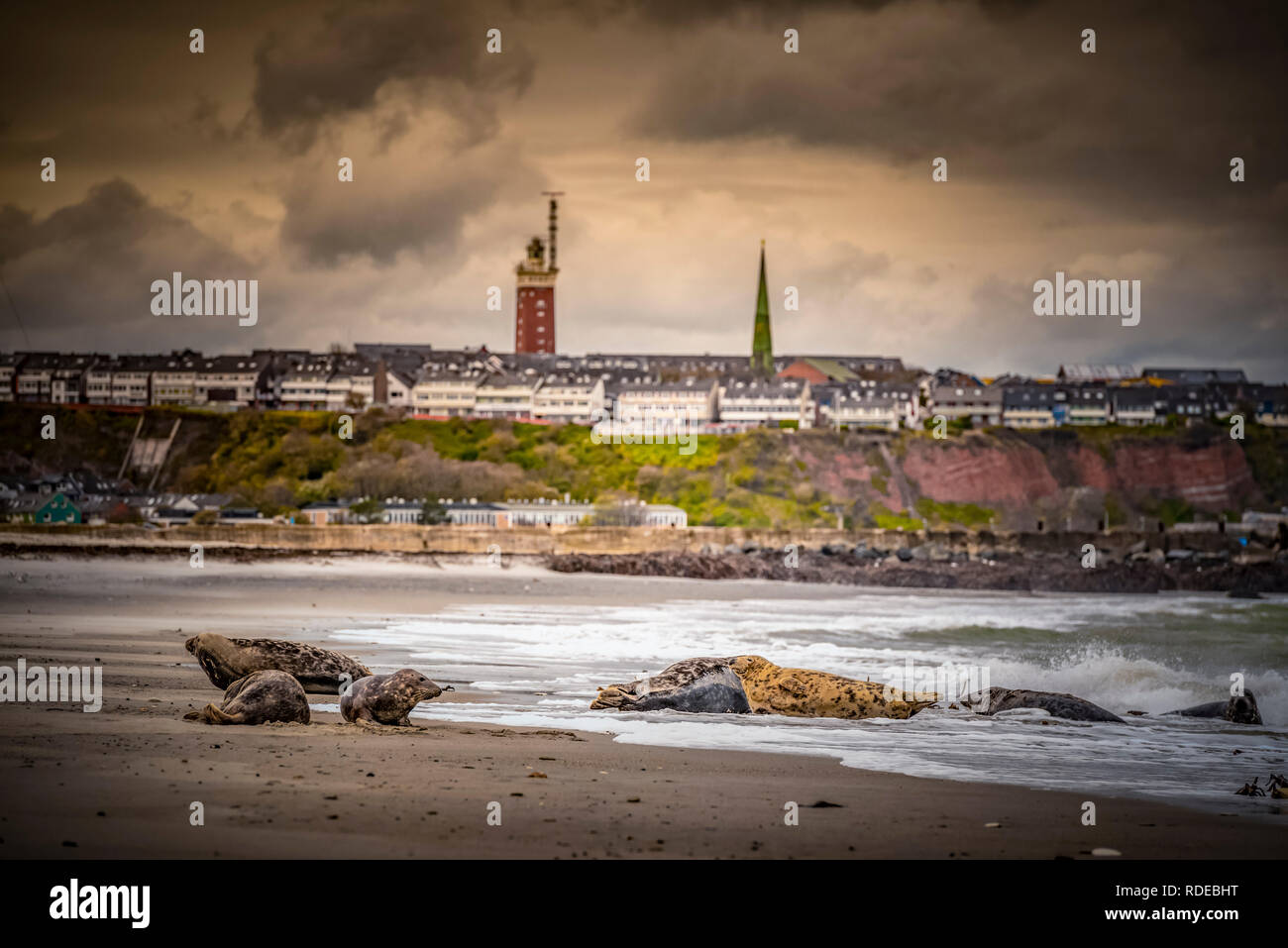 Deutschland, Pinneberg, Insel, Nordsee, Helgoland, Dühne, Strand, Kegelrobben, Leuchtturm Foto Stock