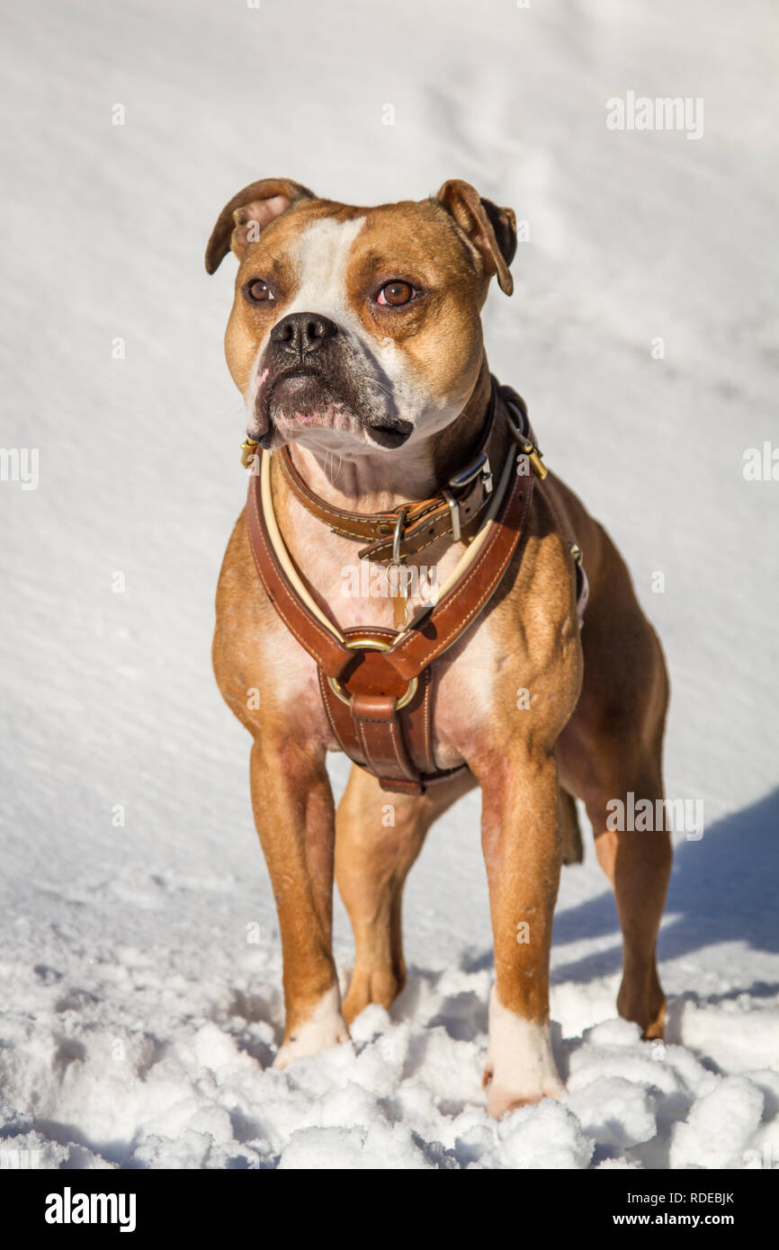 Cane tipo Bulldog bianco marrone con imbracatura in pelle in piedi sulla neve in una soleggiata mattinata invernale Foto Stock