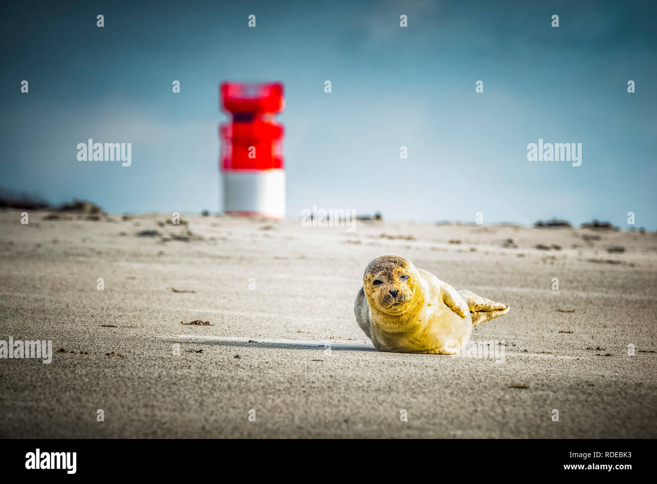 Deutschland, Pinneberg, Insel, Nordsee, Helgoland, Dühne, Strand, Kegelrobbe, Leuchtturm Foto Stock