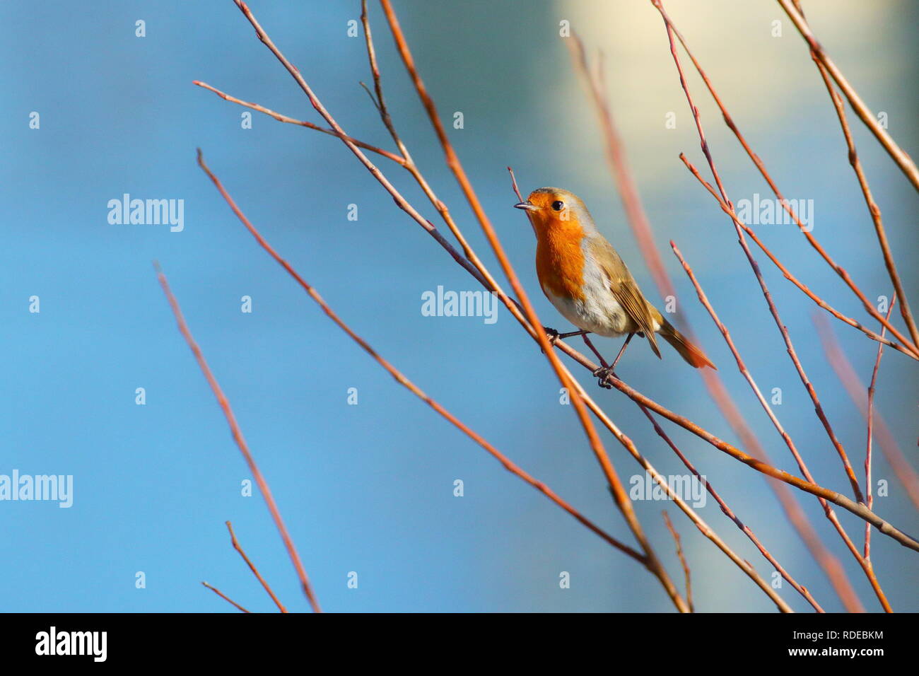 Robin bird su albero Foto Stock