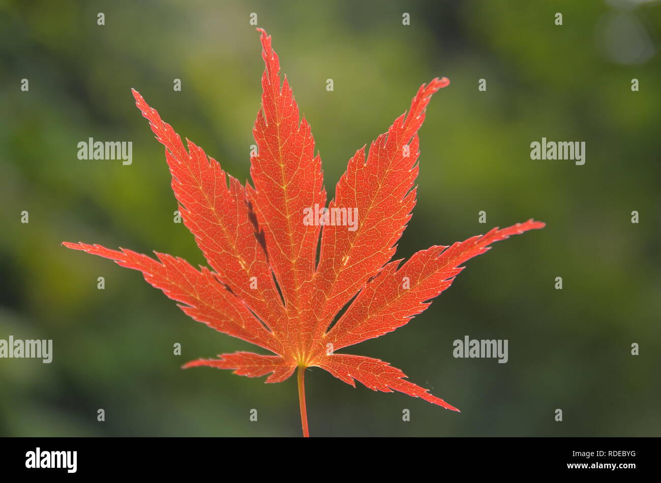 Foglie di colore rosso Foto Stock