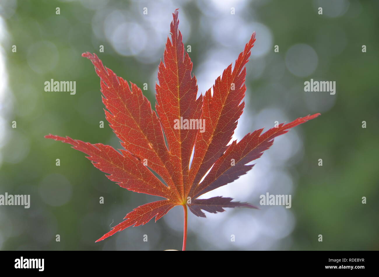 Foglie di colore rosso Foto Stock