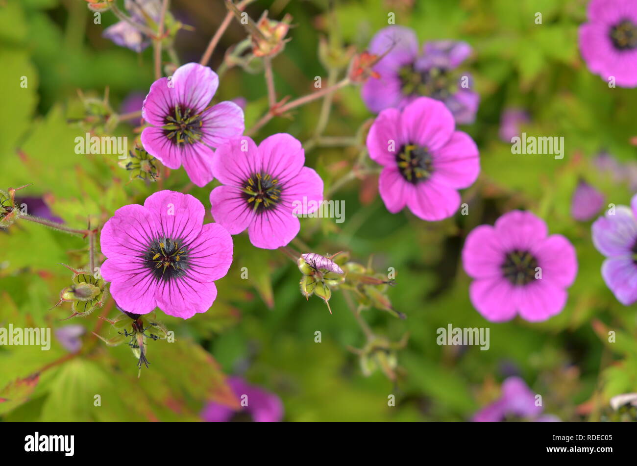 foglia Foto Stock