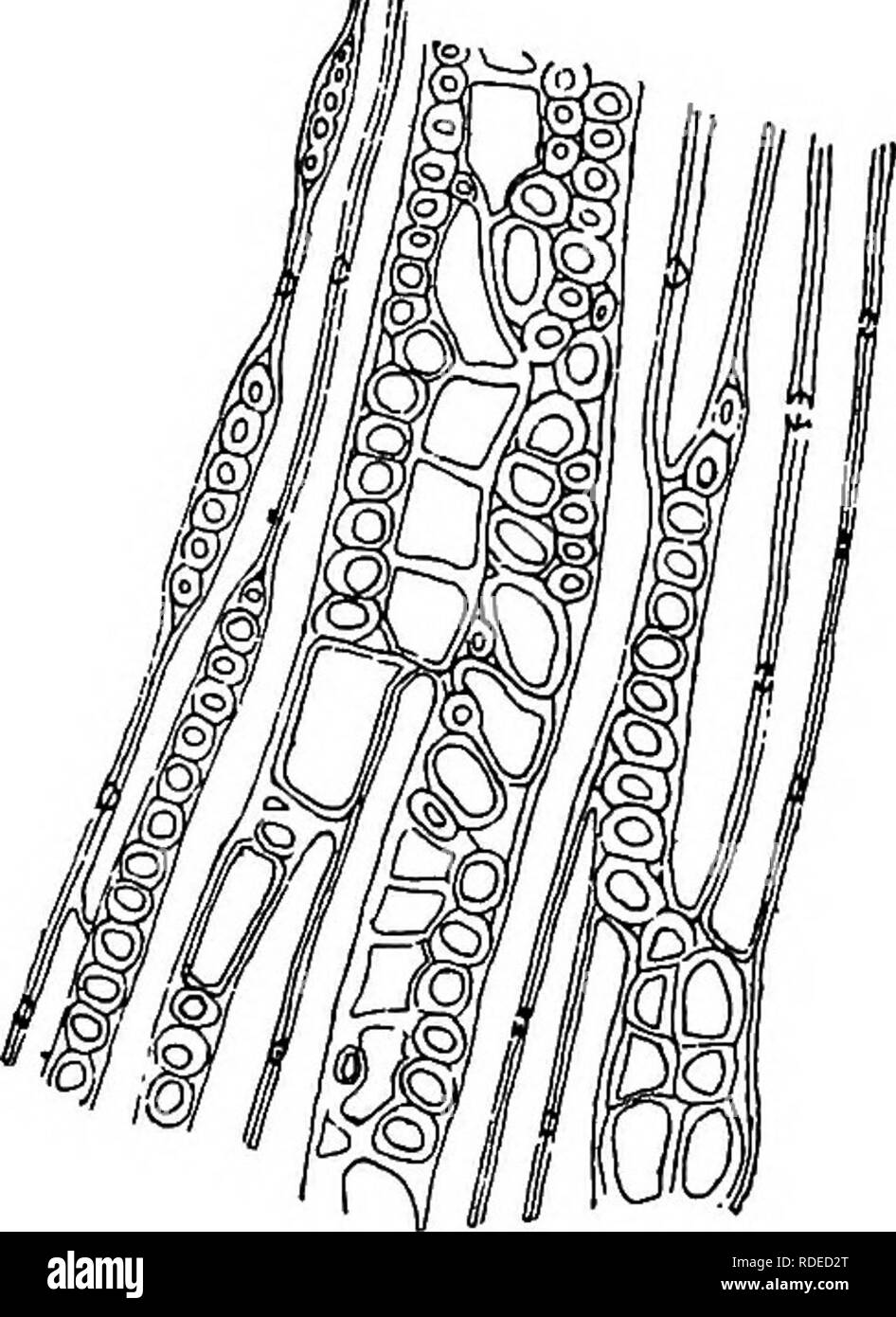 . Le malattie delle piante indotta da crittogamica parassiti : introduzione allo studio dei funghi patogeni, limo-funghi, batteri, &AMP; Alghe . Le malattie delle piante; piante parassite; funghi. GYMNOSPORANGIUM. 389 rima-come i pori nel luogo di buche bordate. Il legno-elementi in sezione trasversale non sono più rotonde ma poligonale; il tiglio diventa molto irregolare, parenchima cresce rapidamente, fibre tessili liberiane rimangono sottili e non hanno più un percorso rettilineo. Il micelio riempie il tiglio e cotenna, formazione di masse in inter-cellulare spazi; è più facile trovati nella sezione tangenziale. La caduta del club Foto Stock