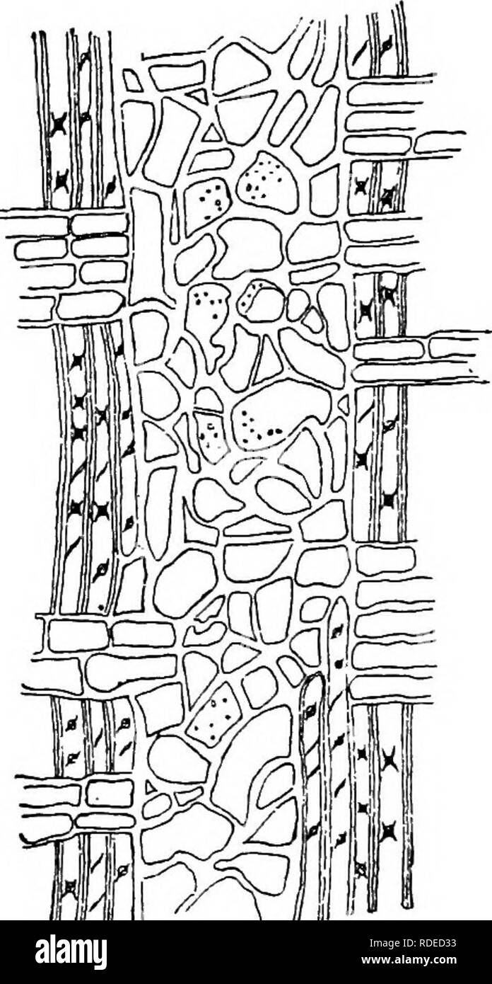 . Le malattie delle piante indotta da crittogamica parassiti : introduzione allo studio dei funghi patogeni, limo-funghi, batteri, &AMP; Alghe . Le malattie delle piante; piante parassite; funghi. 388 UREDINEAE. Le modificazioni anatomiche indotta in piante malate di Junipei^s communis di G. davariaeforme sono stati esaminati da Woemle sotto la mia direzione. I suoi risultati sono stati questi: in rami vigorosa, una maggiore crescita ha avuto luogo in legno, tiglio, e cotenna: in modo debole e mal-coltivati rami, il legno è aumentata di meno in proporzione al tiglio e cotenna. Il più marcato aumento ha avuto luogo in il tiglio, e a un almos Foto Stock