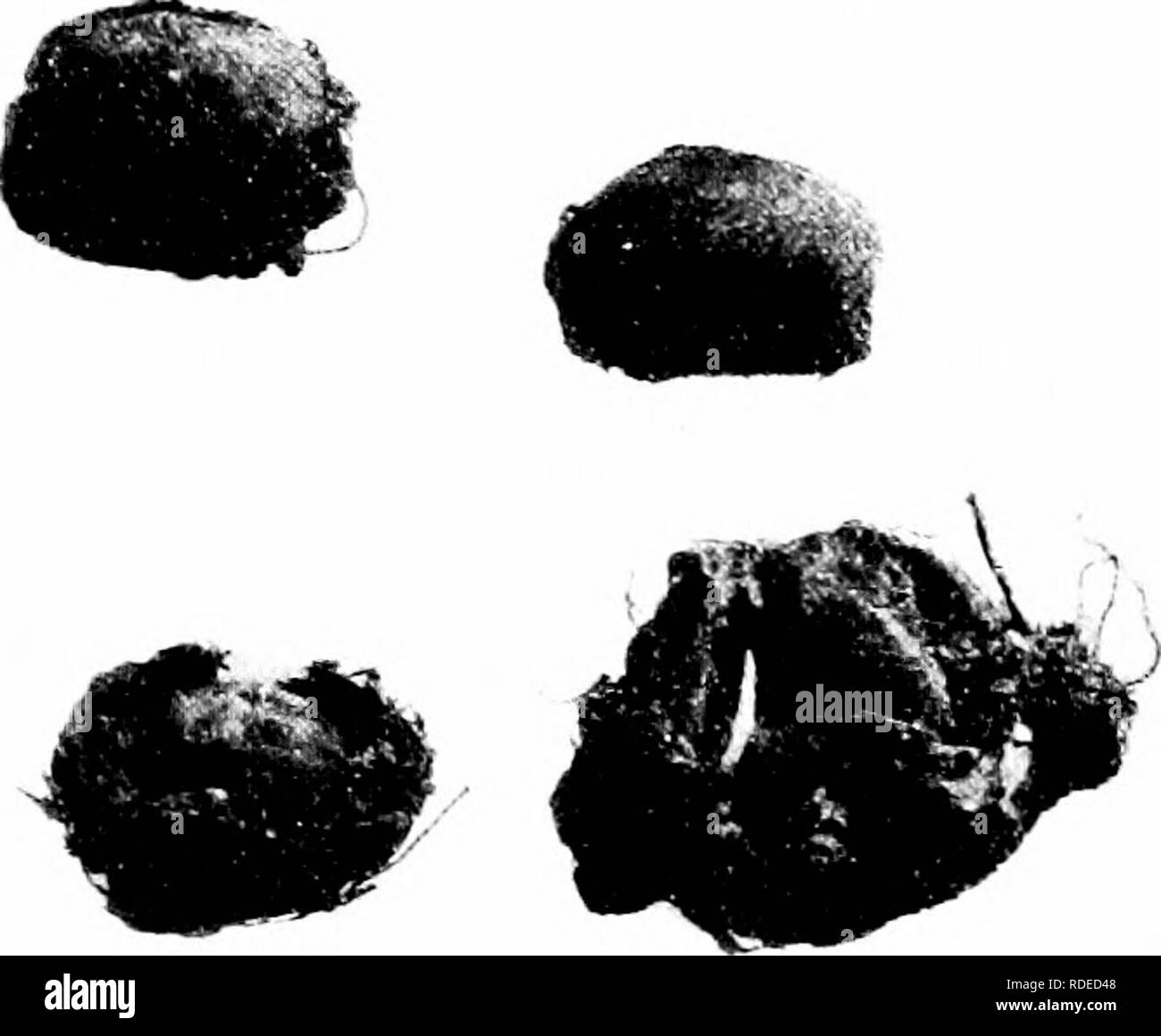 . Minnesota funghi ... La botanica; funghi. I:;4 MINNESOTA FUNGHI Secotium acuminatum levetta cappuccio C un &gt; 3-6 cm. di altezza, 2-4 cm. di larghezza, ovoidale a più o meno conica, tan a oclier. scah". Più o meno piegato aliout il corto peduncolo, dove si apre; lo stelo 1-2 cm. lungo", più o meno a bulbo ; s p o vellowish res per oli"e. globose, liscia. 5-S,a. 1 Egli nome si riferisce al tappo conico. ( )N il terreno a pascolo o boschi : sospettato di essere velenoso. c.vtasto:ma Cap glolxise a appiattita, più o meno integrati nel suolo, steiuless. A maturitv la parete caiter si rompe intorno alla midd Foto Stock