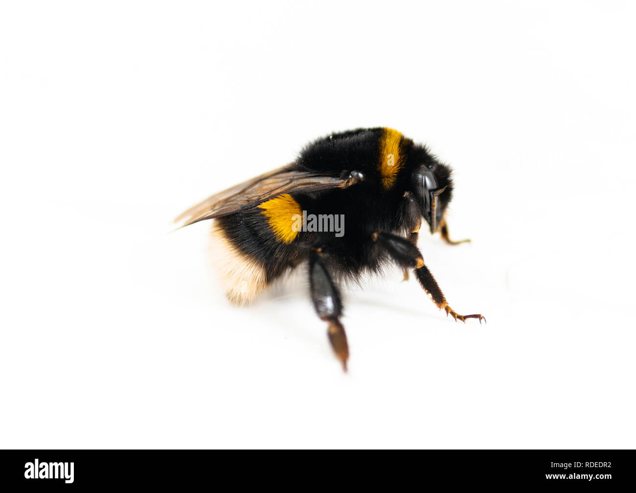 A Bumble Bee isolati su sfondo bianco - bella gli insetti impollinatori; Foto Stock
