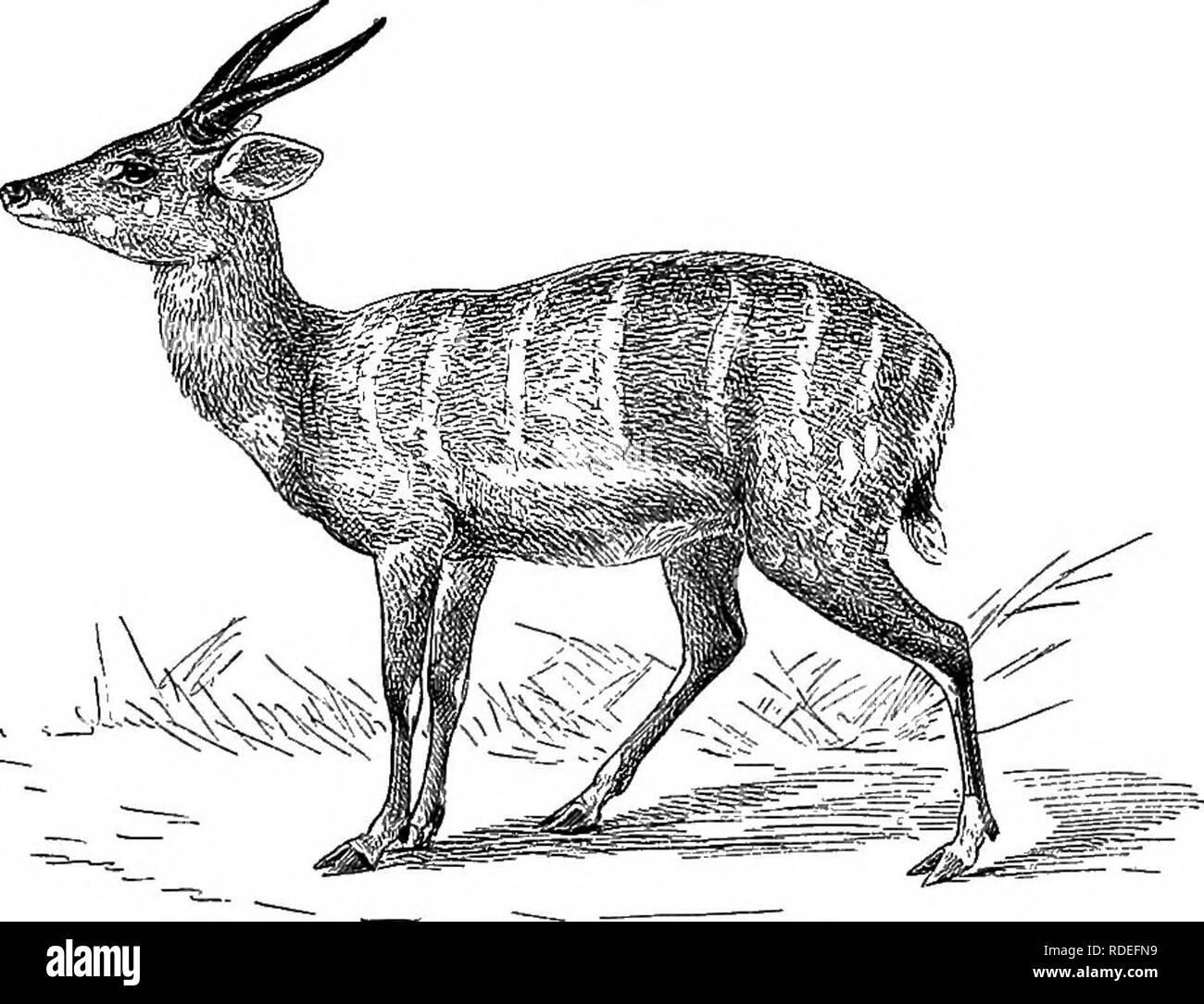 . Tipi americani di vita animale. Zoologia; comportamento animale. l86 tipi di vita animale la reitbok, la palla, il Sable Antelope, il blaubok, panettiere antilopi, gemsbok, il leucoryx, la bella imbrigliato antilopi, Kudu, e l eland. Tra forme asiatici possono essere menzionati il curioso e molto eccezionale quattro-cornuto antilope di India, il buck nero del Bengala e malabarese il saiga delle steppe dell'Asia centrale, il chiru del Turkestan, più di venti specie Fig. 49.. Il imbrigliato antilopi di gazzelle, e l'elegante, corto-h orned nilghai. Compresa tra l Africa orientale a western Foto Stock