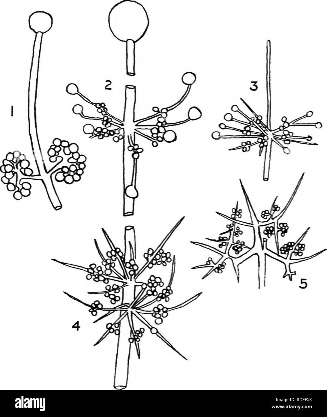 . Un libro di testo di micologia e patologia vegetale . Le malattie delle piante; funghi in agricoltura; malattie delle piante; funghi. Funghi della muffa lOI straighl appressoria, quale gancio insieme mediante le loro estremità ricurva, dando così una protezione aggiuntiva per il zygospore. Sporodiniu grandis, la singola specie di altro genere, vive sul grande funghi carnosi del. Fig. 32.-Sporangia di i, Tkamnidium elegante; 2. 3, 4, Thumnidium ciuttocladioidis; 5, Chaiocladium Jorusii. iAfUr Brefeld,) famiUes (Fig. 28) Ag.akicacils, Bolet.acile, Clw.ariacej: e Hy- DN.-vcE.*;. La sua spyorangiophores i 3 cm. alto sono infine in marrone Foto Stock