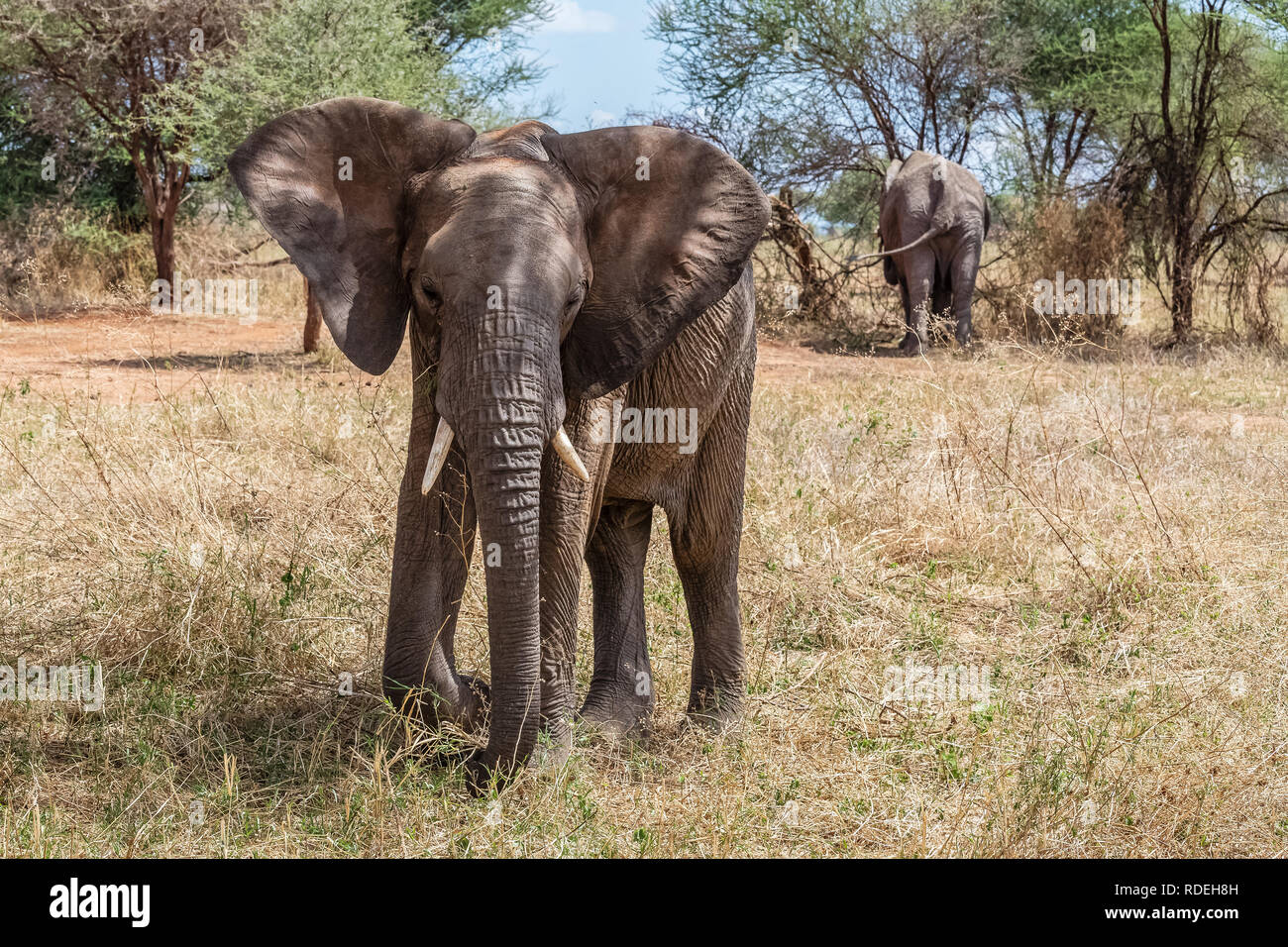 L'elefante è il più grande mammifero terrestre. Con il suo tronco, non solo rende possibile l'odore, ma anche sentire e capire. Gli elefanti hanno un distinto il comportamento sociale e Foto Stock
