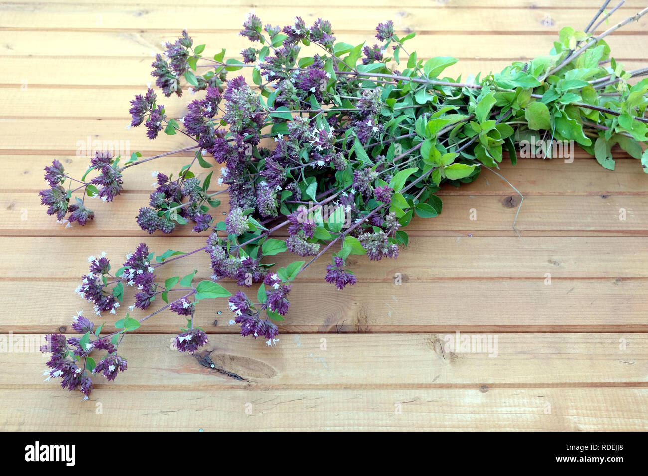 Mentha arvense. Bouquet di rami del settore menta su legno marrone sfondo vista superiore closeup Foto Stock