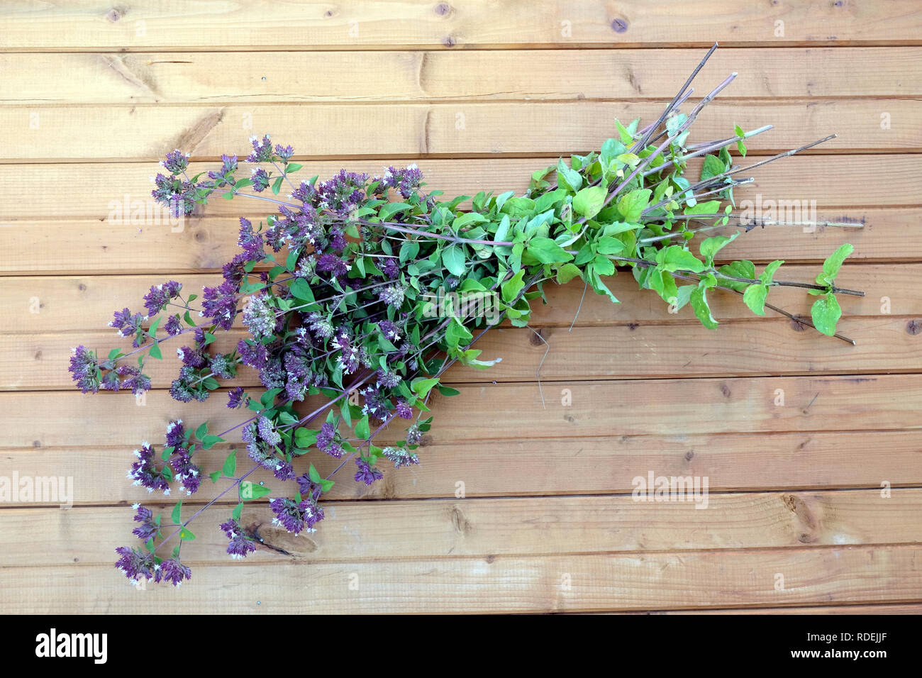 Mentha arvense. Bouquet di rami del settore menta su legno marrone sfondo vista superiore closeup Foto Stock