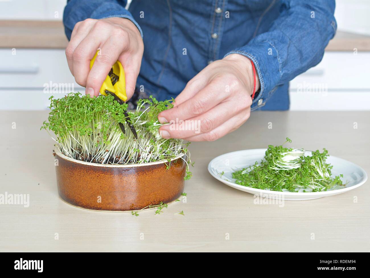 Donna di erbe di taglio per i prodotti alimentari Foto Stock