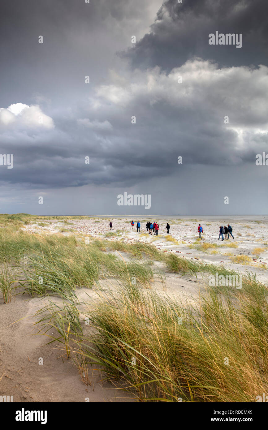 I Paesi Bassi, Rottumeroog o Rottum (isola disabitata), appartenente al mare di Wadden Islands. Escursione all'isola protetta organizzato da Staatsbos Foto Stock