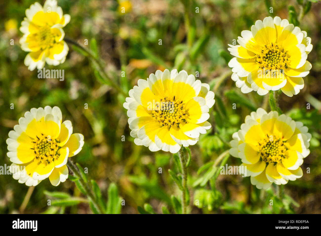 Close up Layia platyglossa fiori selvatici, comunemente chiamato tidytips costiere, California Foto Stock