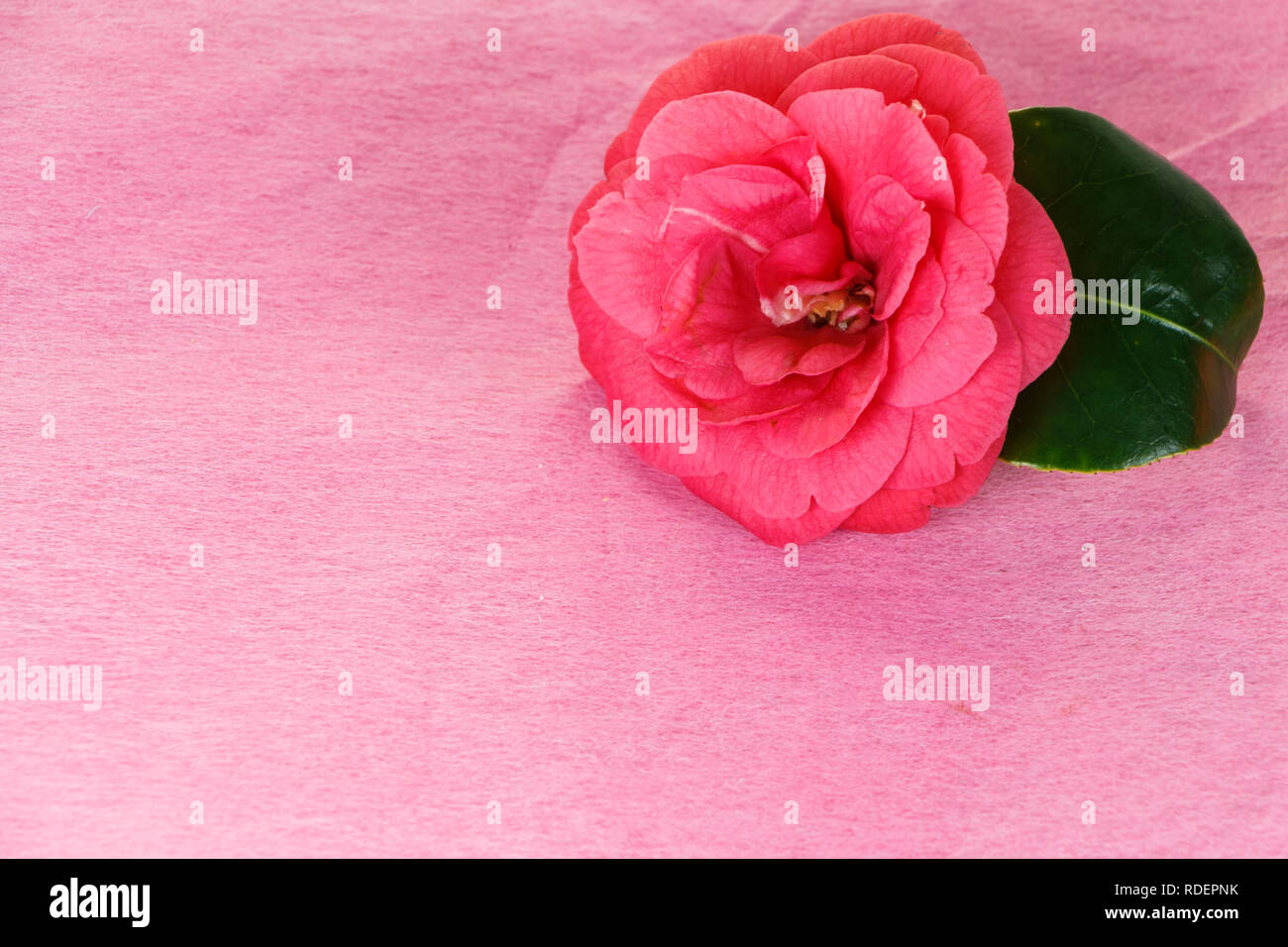 Pink Camellia flower su sfondo rosa per il giorno di San Valentino Foto Stock