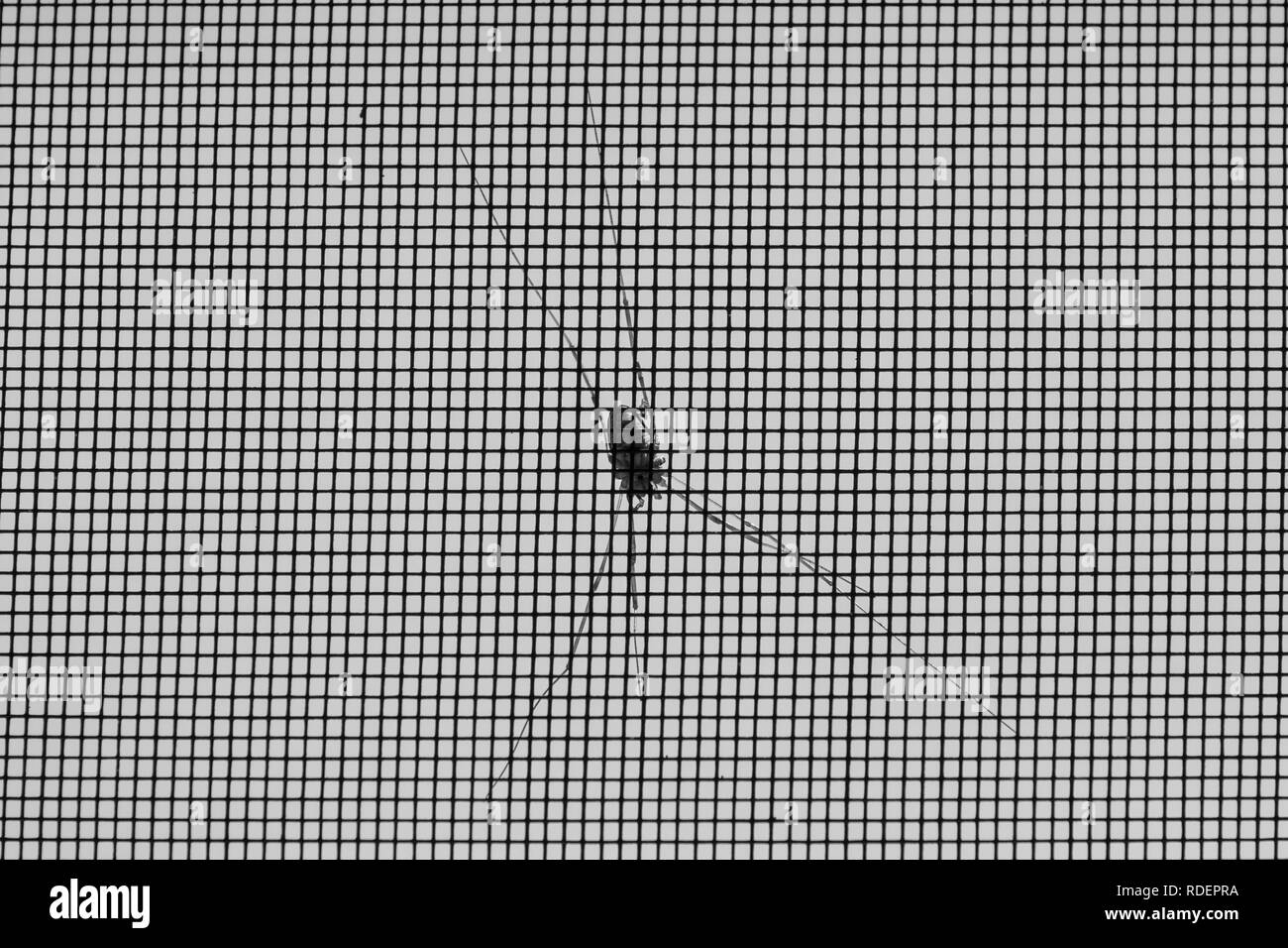 Crociera sul lato esterno di una zanzariera; in bianco e nero Foto Stock