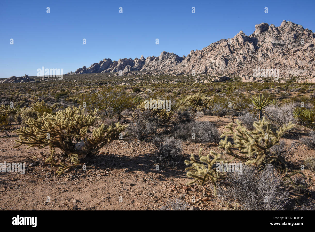 Riserva nazionale di Mojave, deserto di Mojave, California Foto Stock