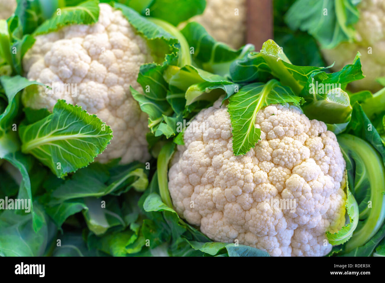 Título: il cavolfiore è uno dei vari ortaggi della specie Brassica oleracea in genere Brassica, che è nella famiglia Brassicaceae. Foto Stock