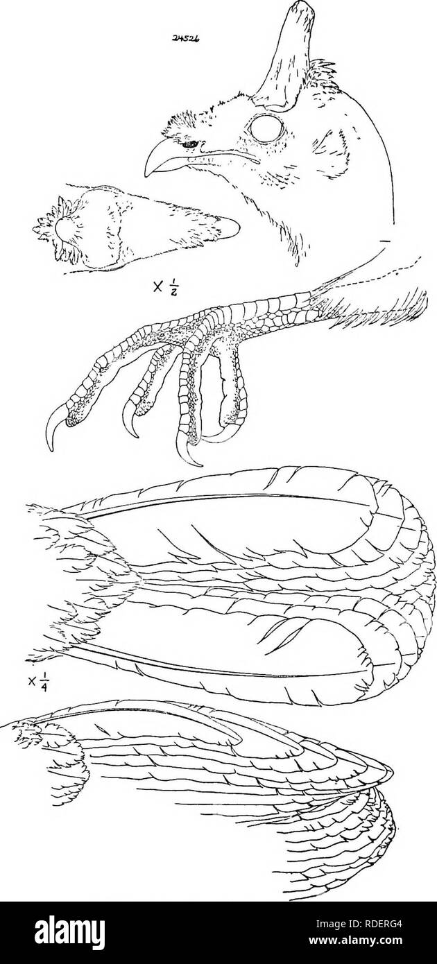 . Gli uccelli del Nord e Centro America : un catalogo descrittivo dei maggiori gruppi, generi, specie e sottospecie di uccelli noto verificarsi in Nord America, dall'Artico terre al istmo di Panama, Indie Occidentali e le altre isole del mare dei Caraibi, e l'Arcipelago delle Galapagos . Gli uccelli. Gli uccelli DEL NORD E CENTRO AMERICA 59 prevalentemente di forma tondeggiante o scale esagonale; dito medio per circa tre quarti come lungo come Tarso, le dita dei piedi laterali di raggiungere o molto leggermente al di là del suo penultimo articolazione; alluce più corta lunghezza combinata dei primi tre falangi di punta esterna; artigli piuttosto Foto Stock