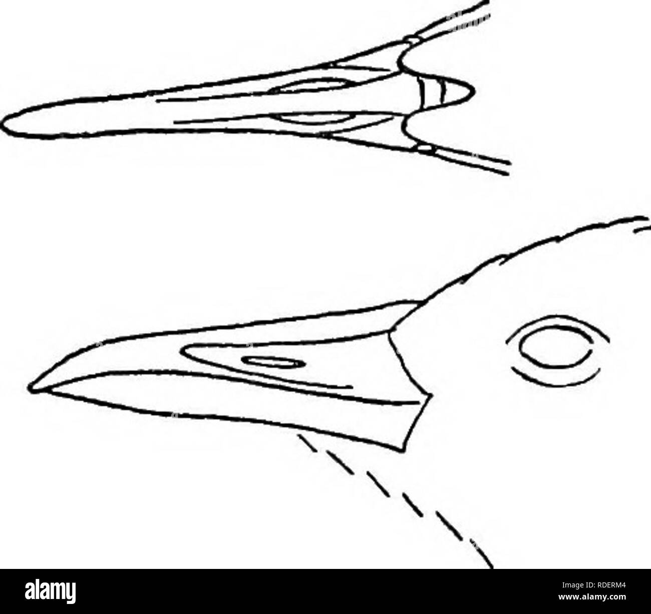 . Gli uccelli del Nord e Centro America : un catalogo descrittivo dei maggiori gruppi, generi, specie e sottospecie di uccelli noto verificarsi in Nord America, dall'Artico terre al istmo di Panama, Indie Occidentali e le altre isole del mare dei Caraibi, e l'Arcipelago delle Galapagos . Gli uccelli. Uccelli o NORD E CENTRO AMERICA 99 lungo come ala; fortemente graduate; il rectrices con regioni molto scarsamente nastri spinato. Tarso leggermente meno di metà come lungo come ala, circa uguale al cuhnen esposto e al dito medio senza claw; stout per la sua lunghezza; la acrotarsium con un continuo singolo Foto Stock