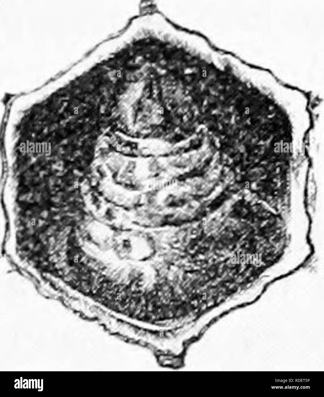 . Malattie delle api. Le api. . Si prega di notare che queste immagini vengono estratte dalla pagina sottoposta a scansione di immagini che possono essere state migliorate digitalmente per la leggibilità - Colorazione e aspetto di queste illustrazioni potrebbero non perfettamente assomigliano al lavoro originale. Foto Stock