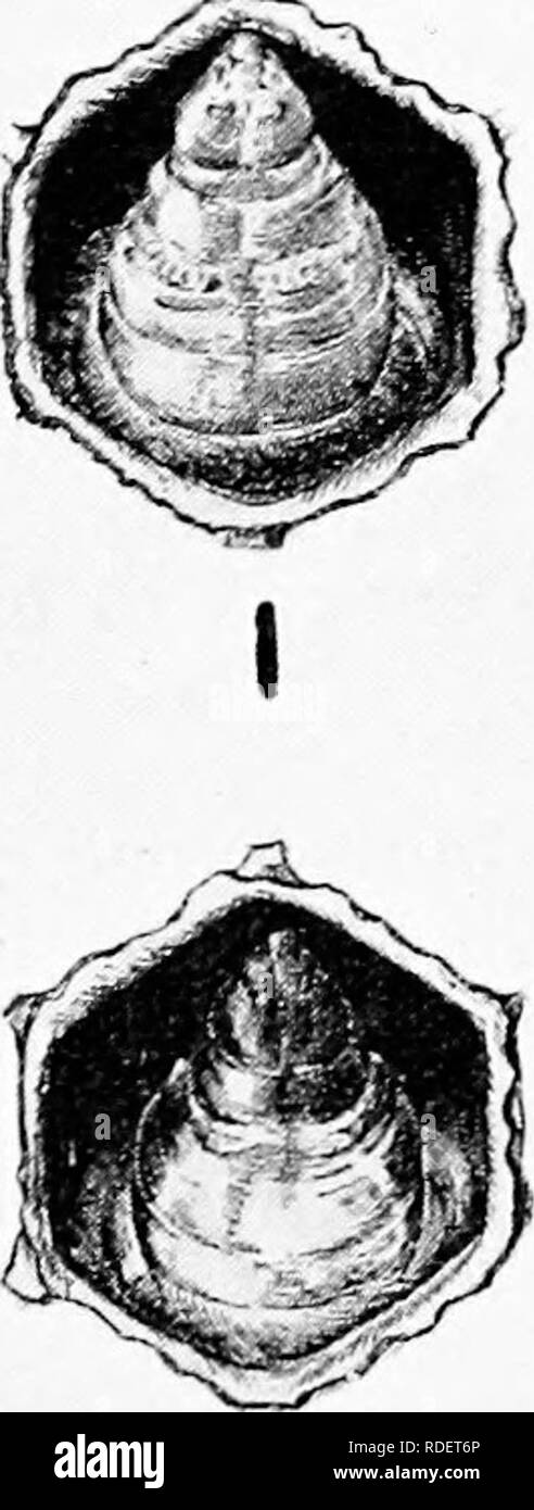 . Malattie delle api. Le api. 16. Si prega di notare che queste immagini vengono estratte dalla pagina sottoposta a scansione di immagini che possono essere state migliorate digitalmente per la leggibilità - Colorazione e aspetto di queste illustrazioni potrebbero non perfettamente assomigliano al lavoro originale. Foto Stock